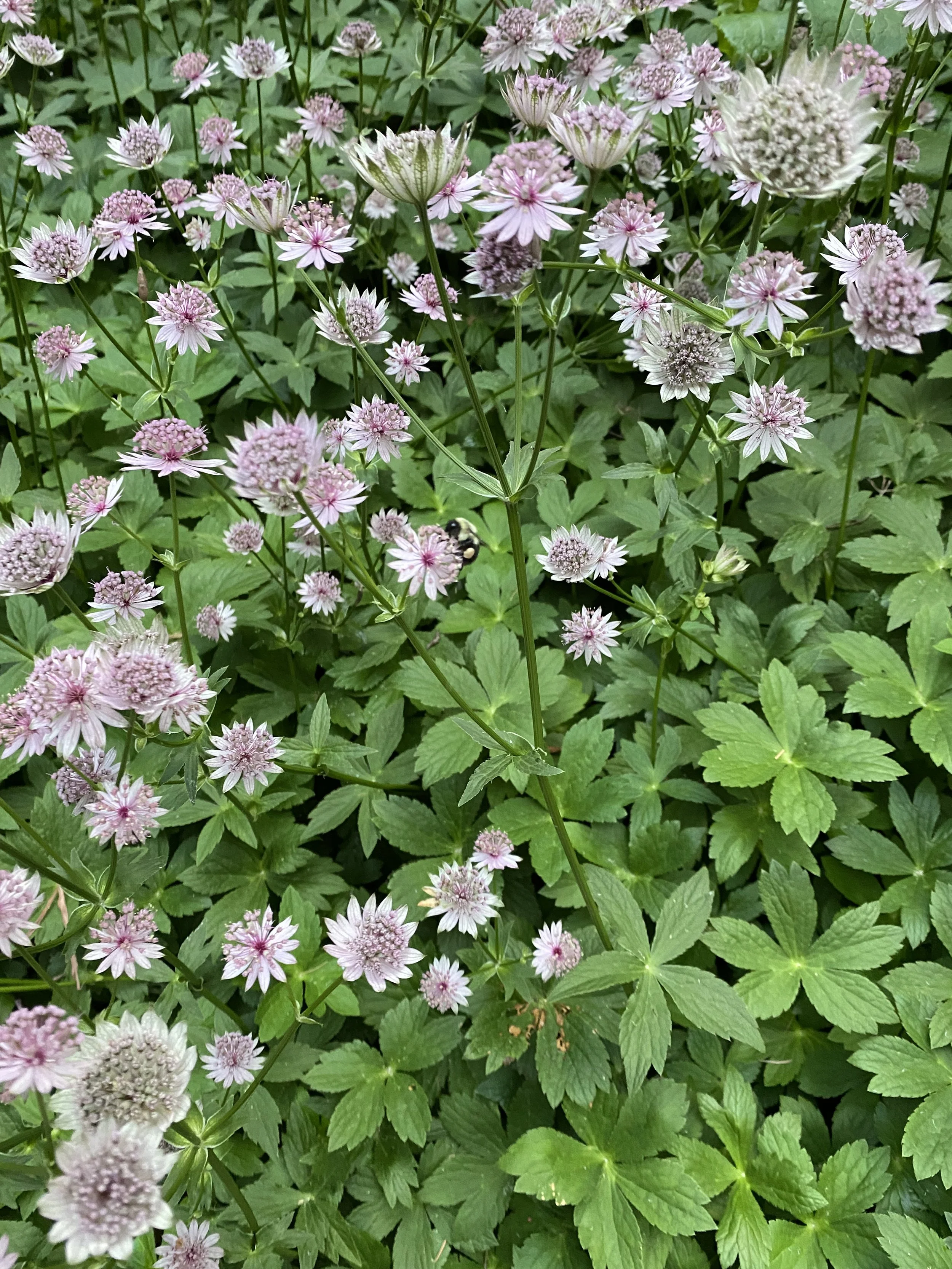 Backyard American — Jack & Shannon