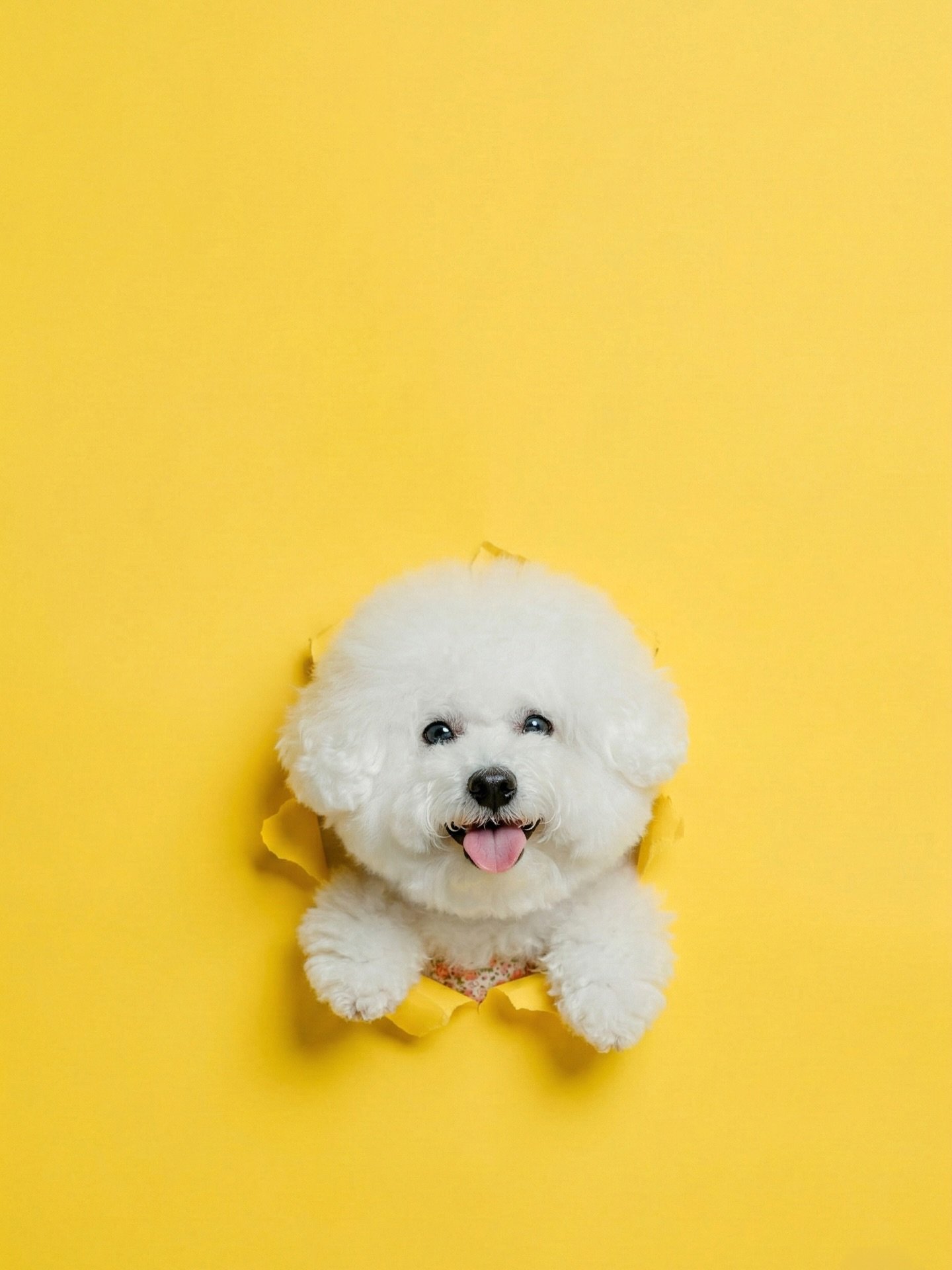 ❤️

#麥斯光流 #麥斯光流themphoto  #狗仔 #寵物攝影 #人像攝影