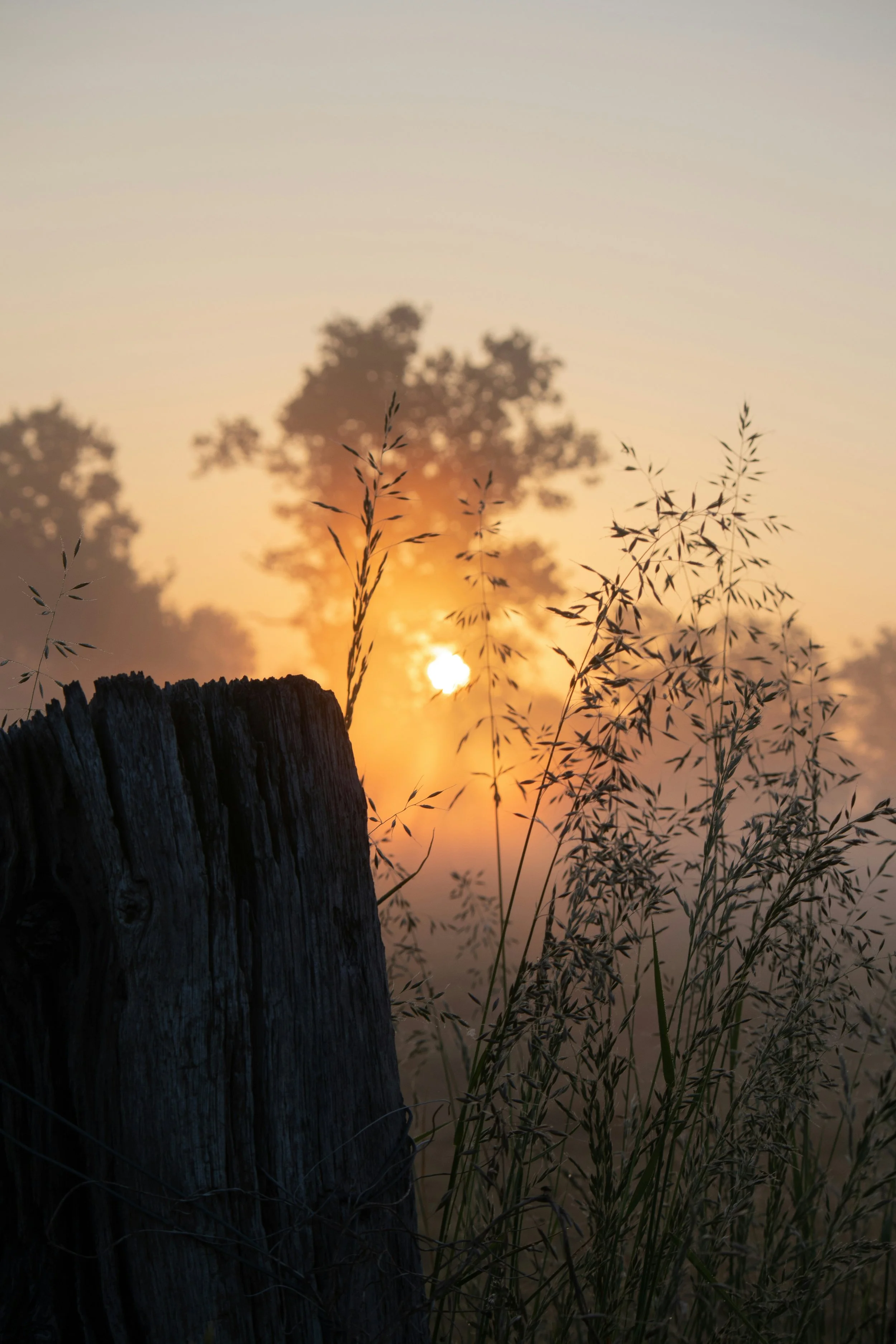 Delight and Healing Found in Soft Mornings and Evenings 