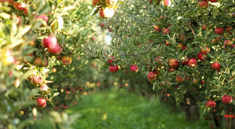 Apple-Trees.jpeg