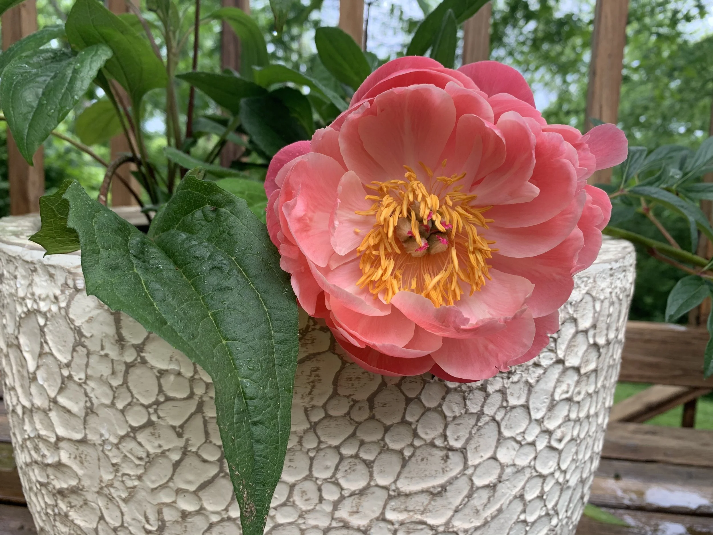 Episode 9: Nature Dreams with Erin Shrader