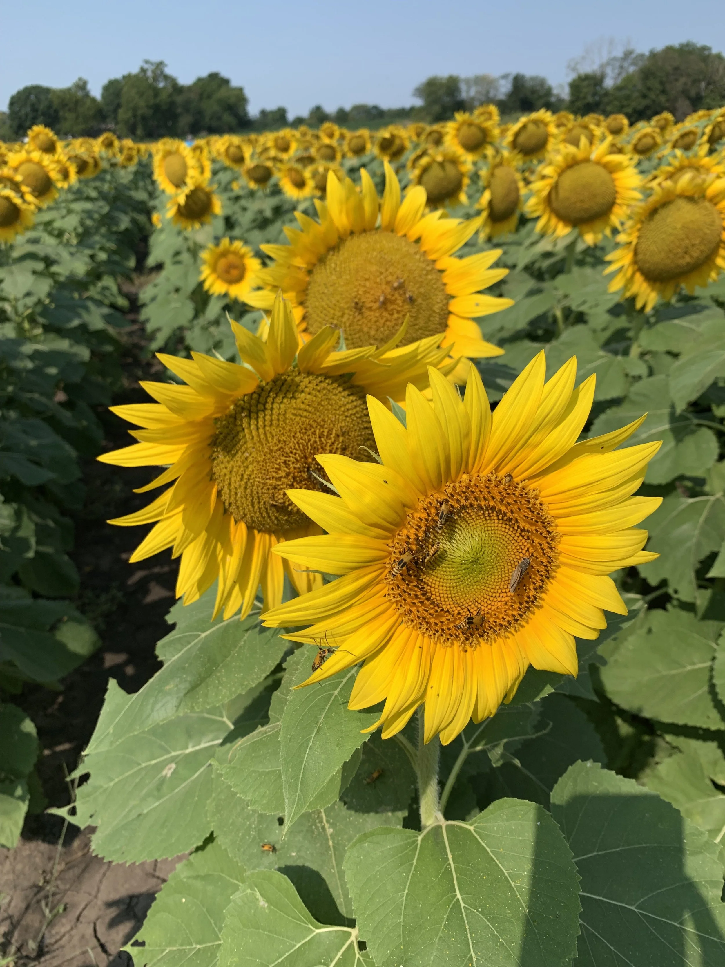 Episode 12: Grief in dreams with Erica Cullum