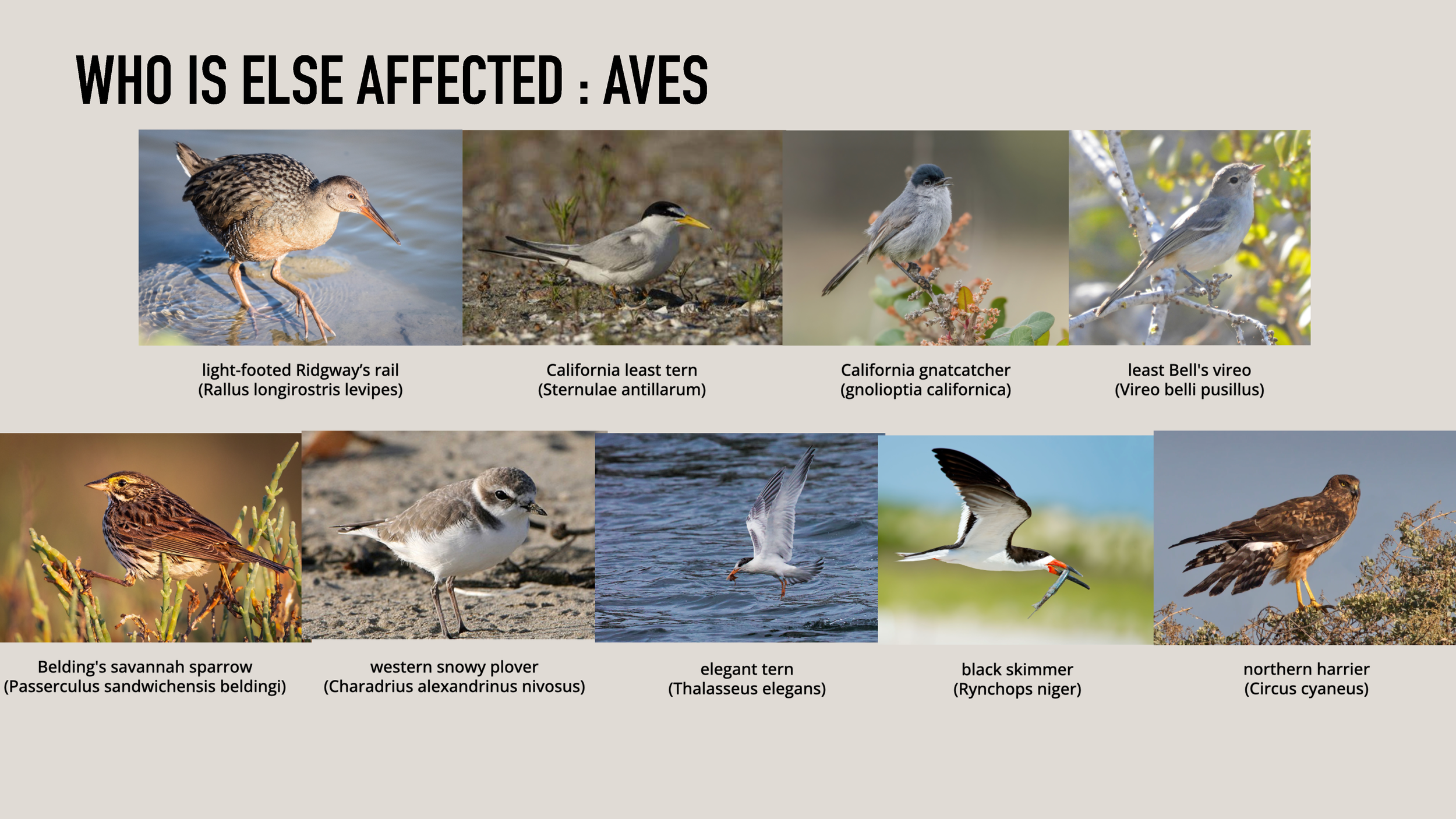 UCSD - Yuuki Matsuda_Page_06.png