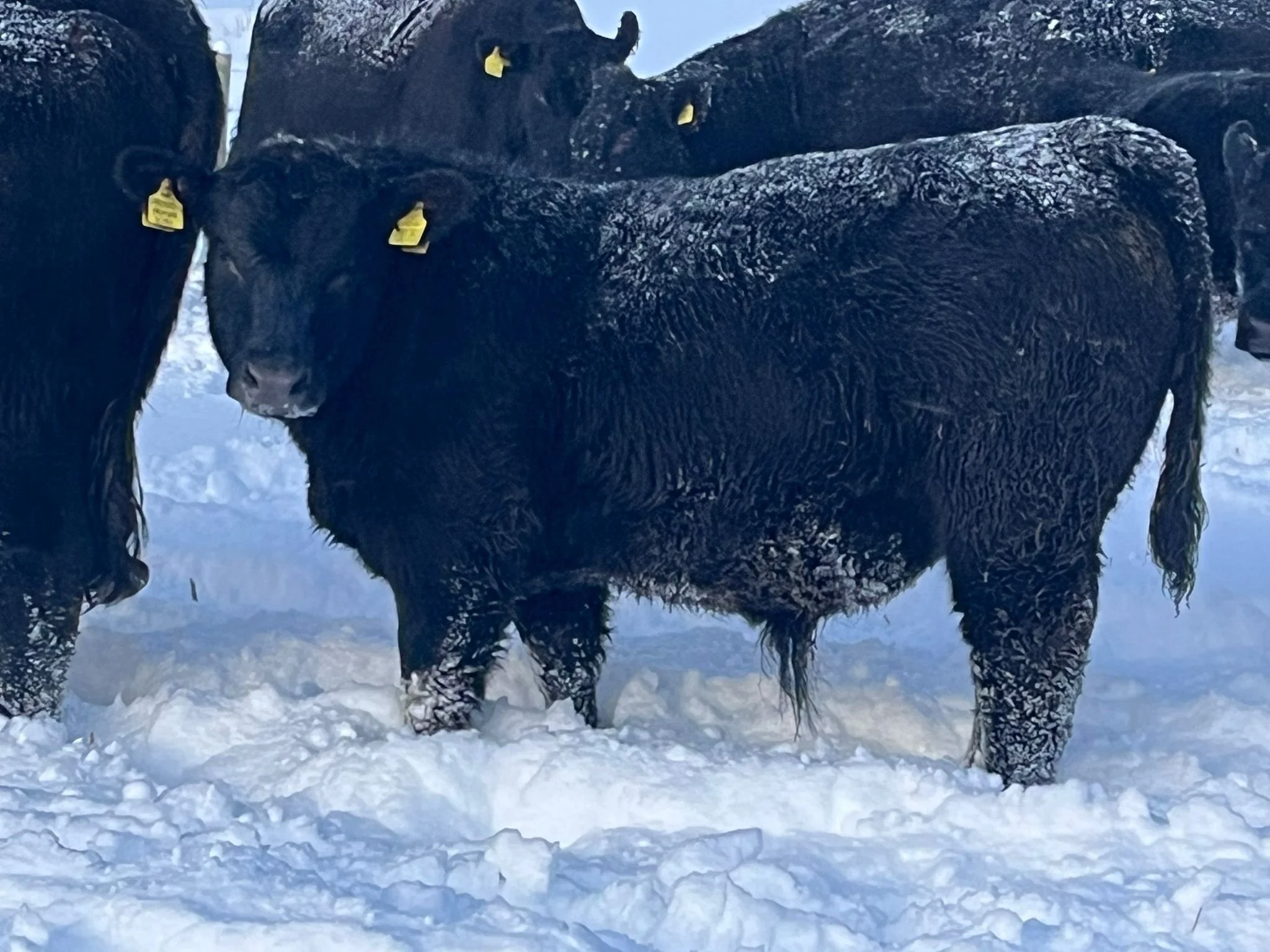 Bulls wintered outside & developed on forage