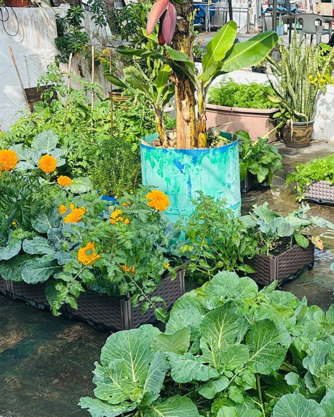 🌱🌿🪴我哋嘅花園大豐收啊！🌱🥕🌳
&hellip;
而家我哋已經到左種植嘅旺季。我哋喺大潭篤嘅花園收穫咗大量嘅農產品，而最新一期嘅Seed Foundation有機農耕計劃上個星期已經喺希慎廣場天台上開始，四位RUN嘅參加者每星期都會去嗰度學習種植技巧。佢哋已經準備好自己嘅種植區啦。

我哋非常感激大潭篤基金會嘅團隊支持呢個項目。透過呢個項目，參加者在身心各方面都獲益良多。大自然提供咗一個安全、平靜同療癒嘅空間，幫助佢哋從創傷中恢復，而園藝項目則令參加者有一種目標感，並透過合作建立聯