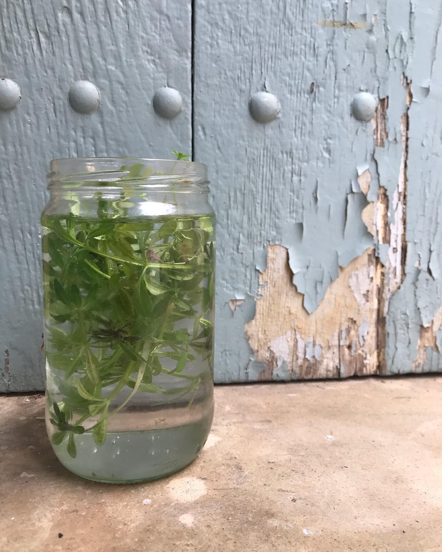 I went on a hunt for cleavers last night to make a cold water infusion, I left them in a jar of water overnight and drank it this morning. Cleavers, or sticky Willy as we prefer to call them in our house (the old ones are the old ones and anything wi