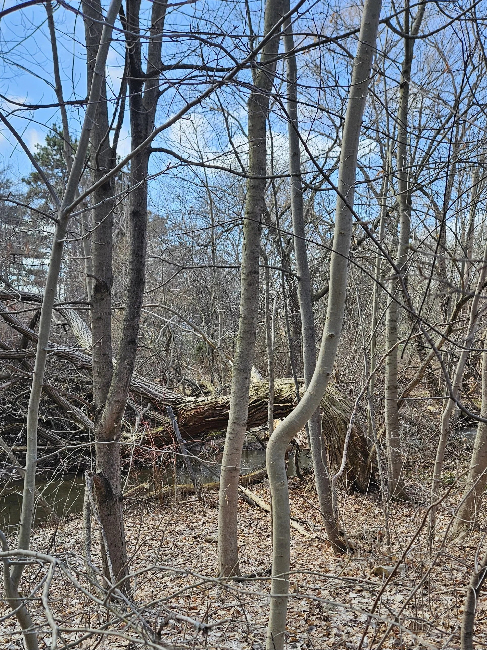 The Tree That Didn’t Break - And What It Teaches Us About Leadership Right Now