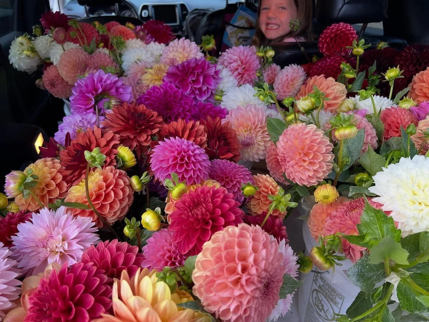 Picking up our weekly local dahlias from our friends at @vangiesfarm! This will be used for our every day bundles available at both locations as well as for an event we have on Friday. @vangiesfarm has the most beautiful and affordable FarmersMarket
