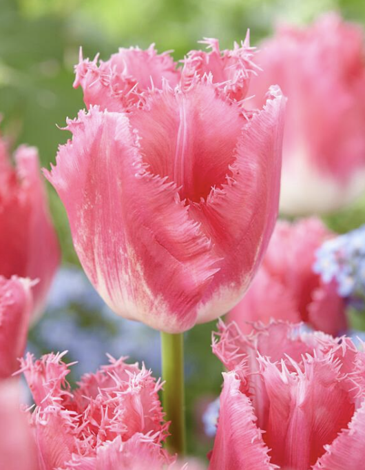 Screenshot 2026-03-13 at 3.06.38 PM.png