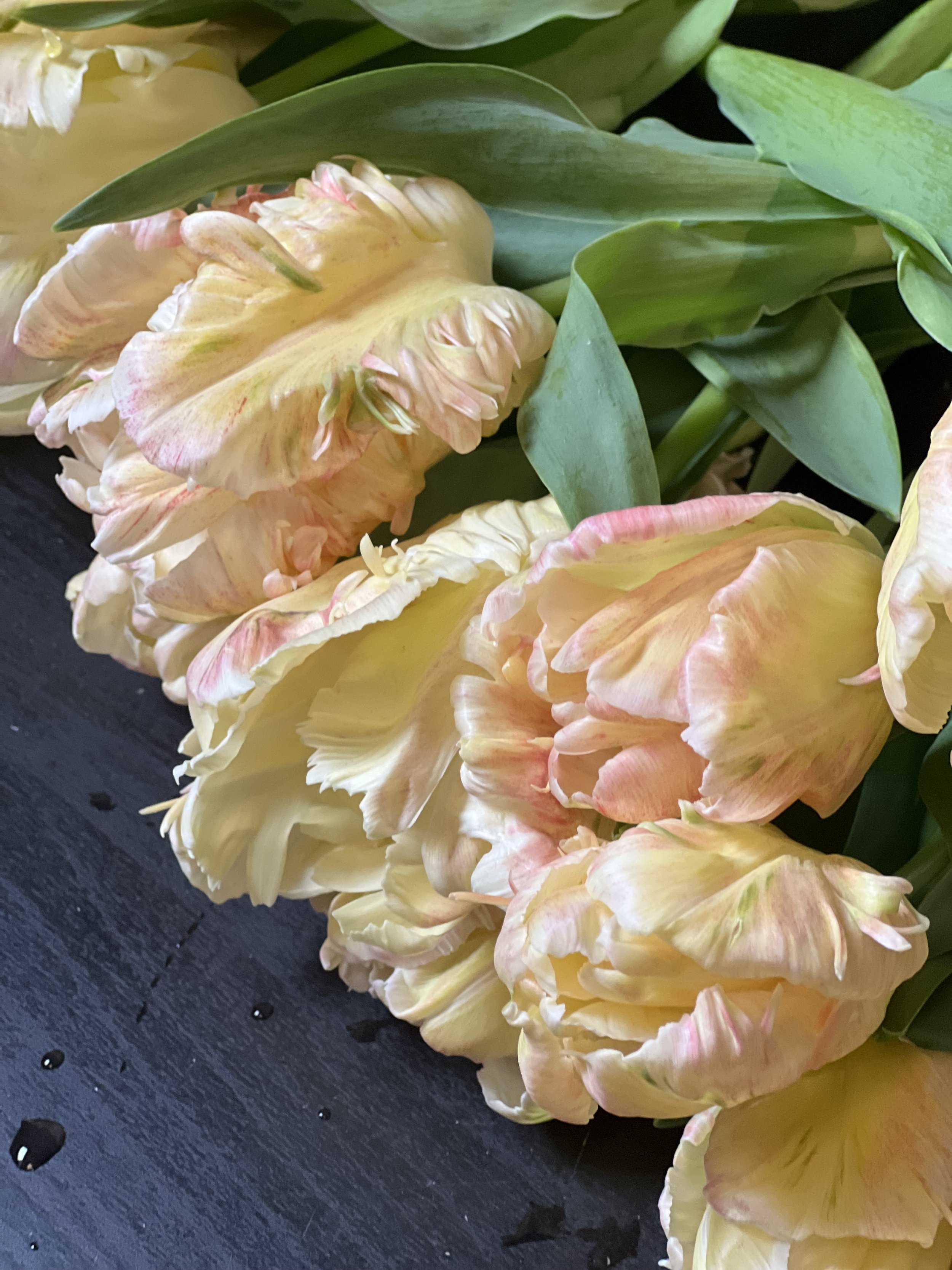 Premium Tulip Bundles of Joy