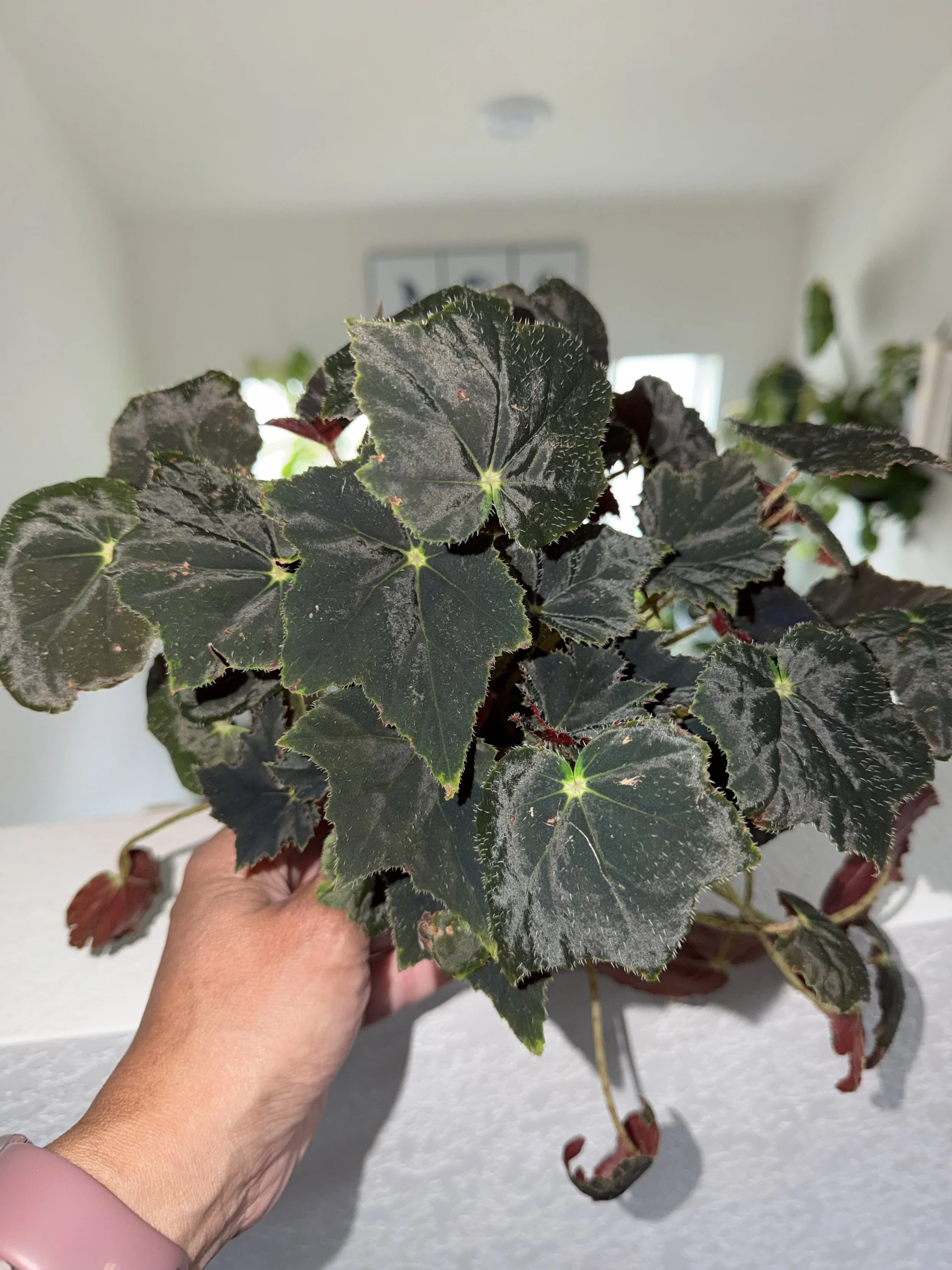 Black Velvet Begonia