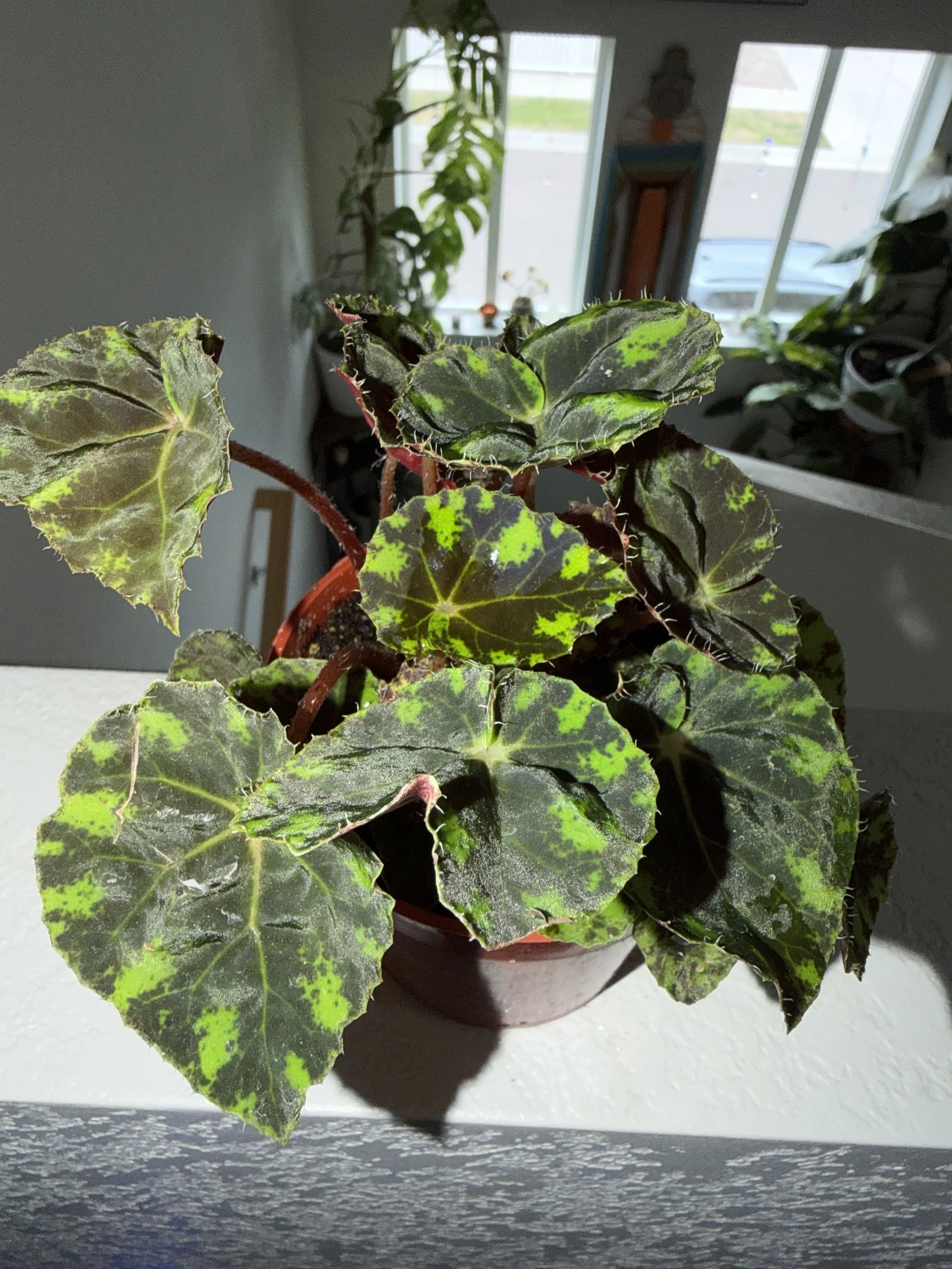 Begonia Tiger Paws