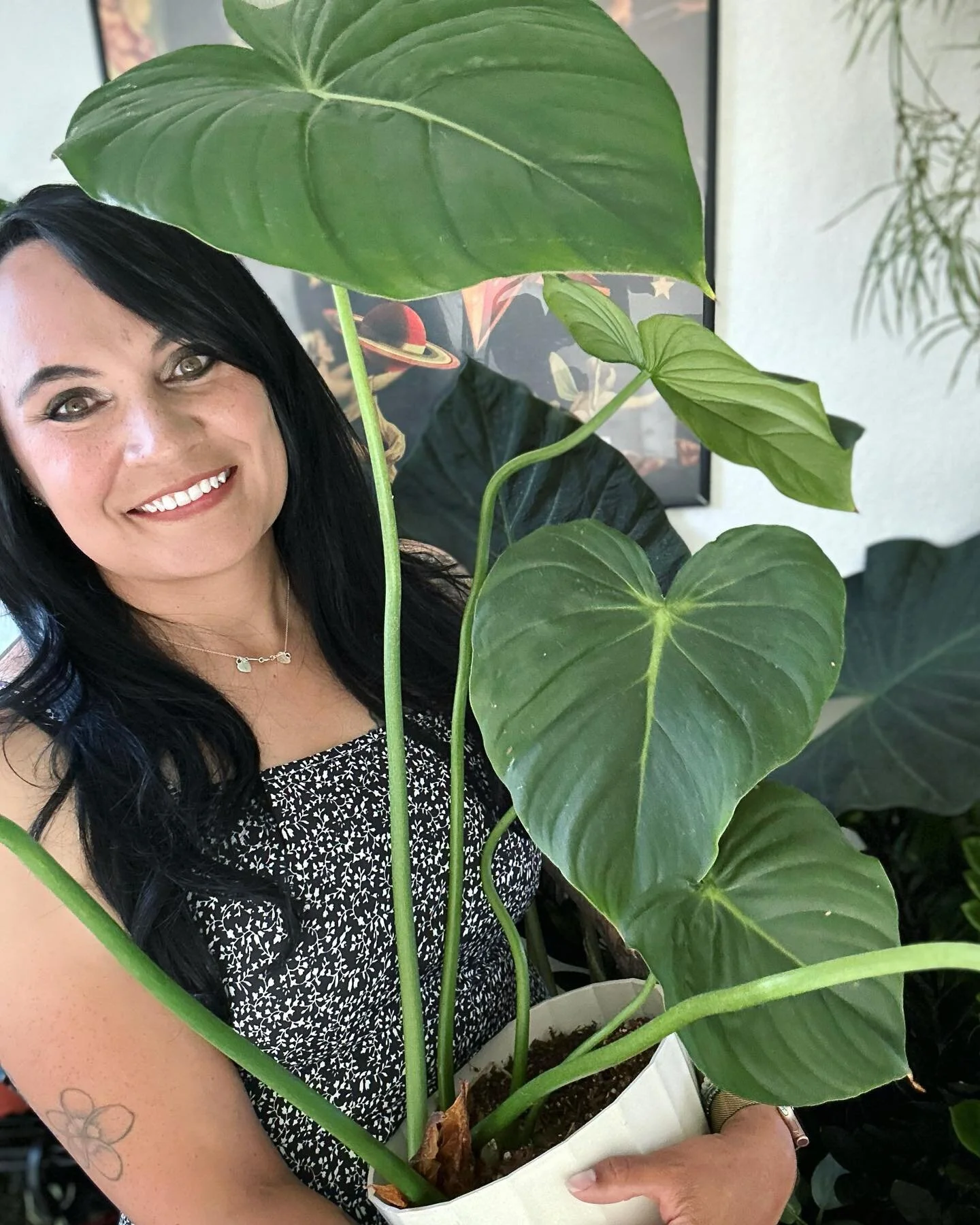 Happy Philodendron Friday from Greens Avenue Plant Company! #philodendron #philodendronfriday #philodendronpastazanum #aroid #philodendronsofinstagram #aroidsofinstagram #denverhouseplants #denver #colorado #greensavenueplantcompany