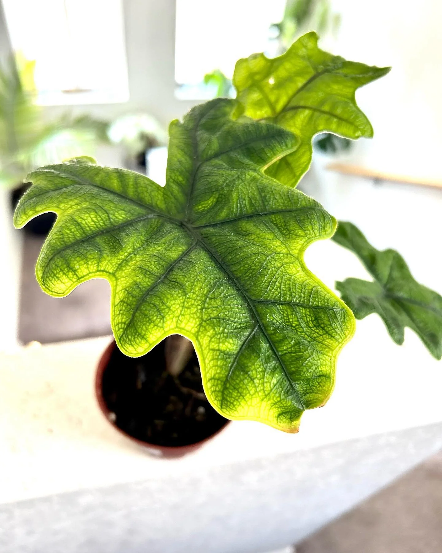 Alocasia Jacklyn! I love the stems on these. #alocasia #alocasiajacklyn #denverhouseplants #denver #colorado #greensavenueplantcompany