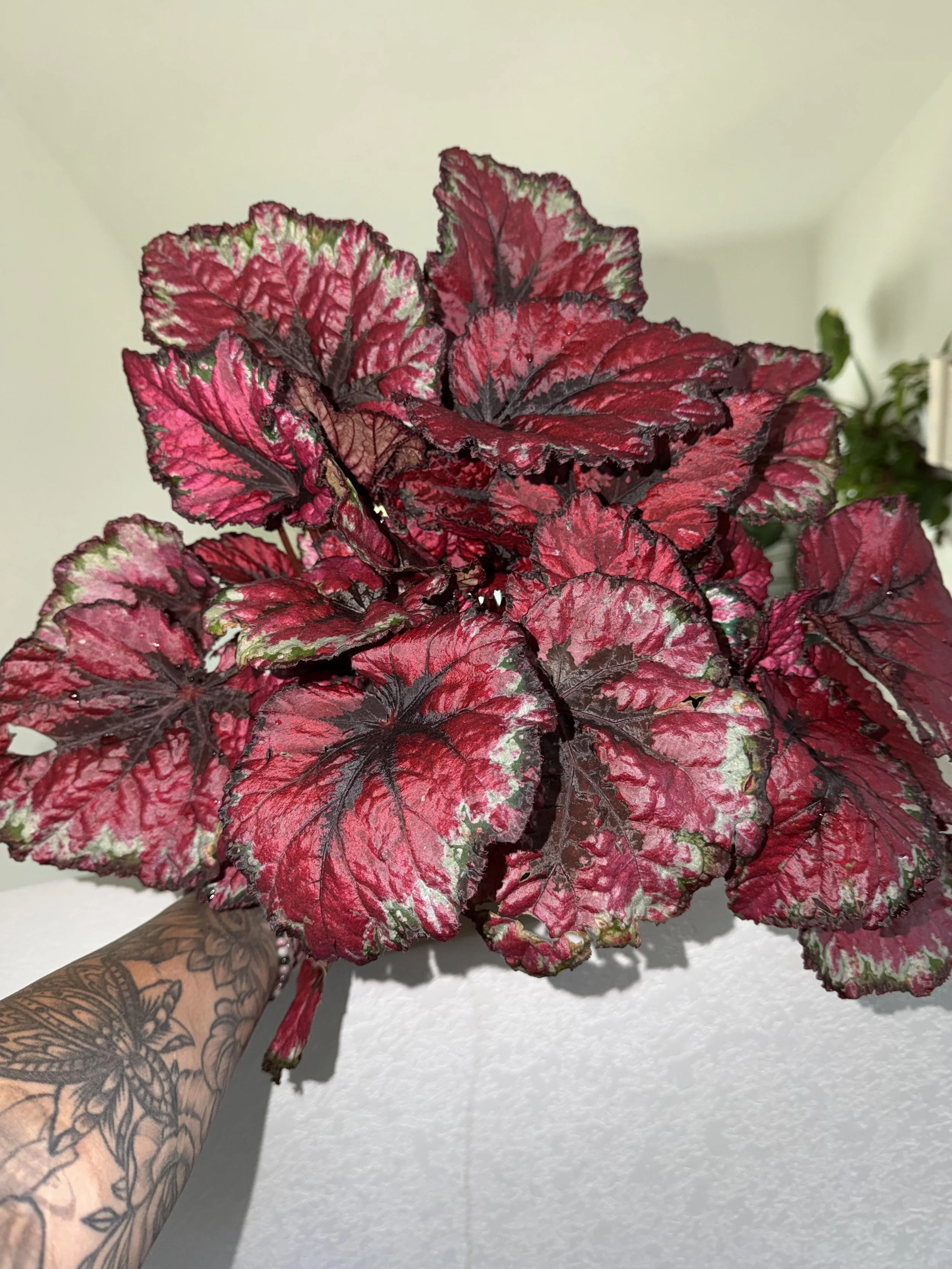 Begonia Rex