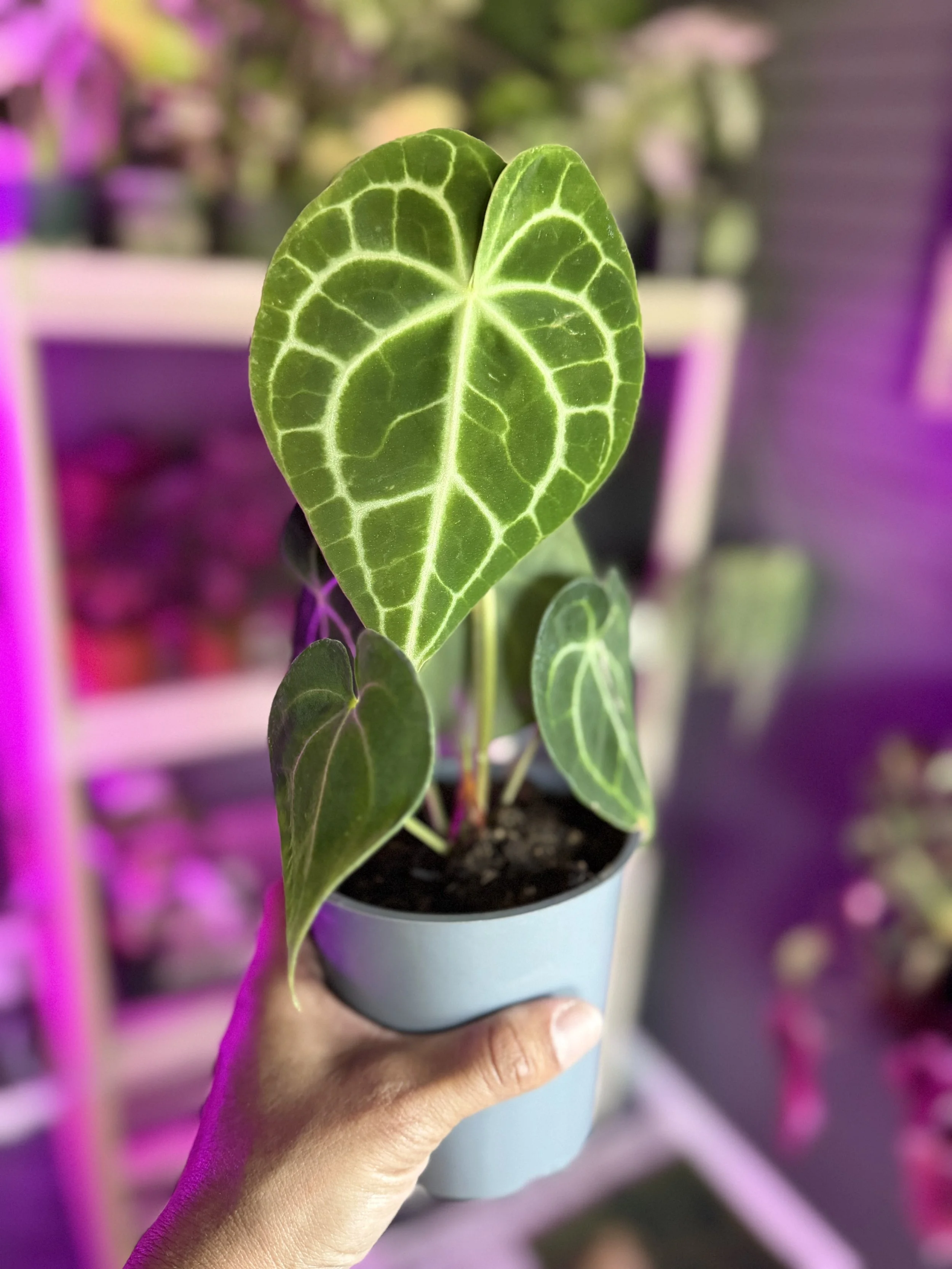 Anthurium Clarinervium 