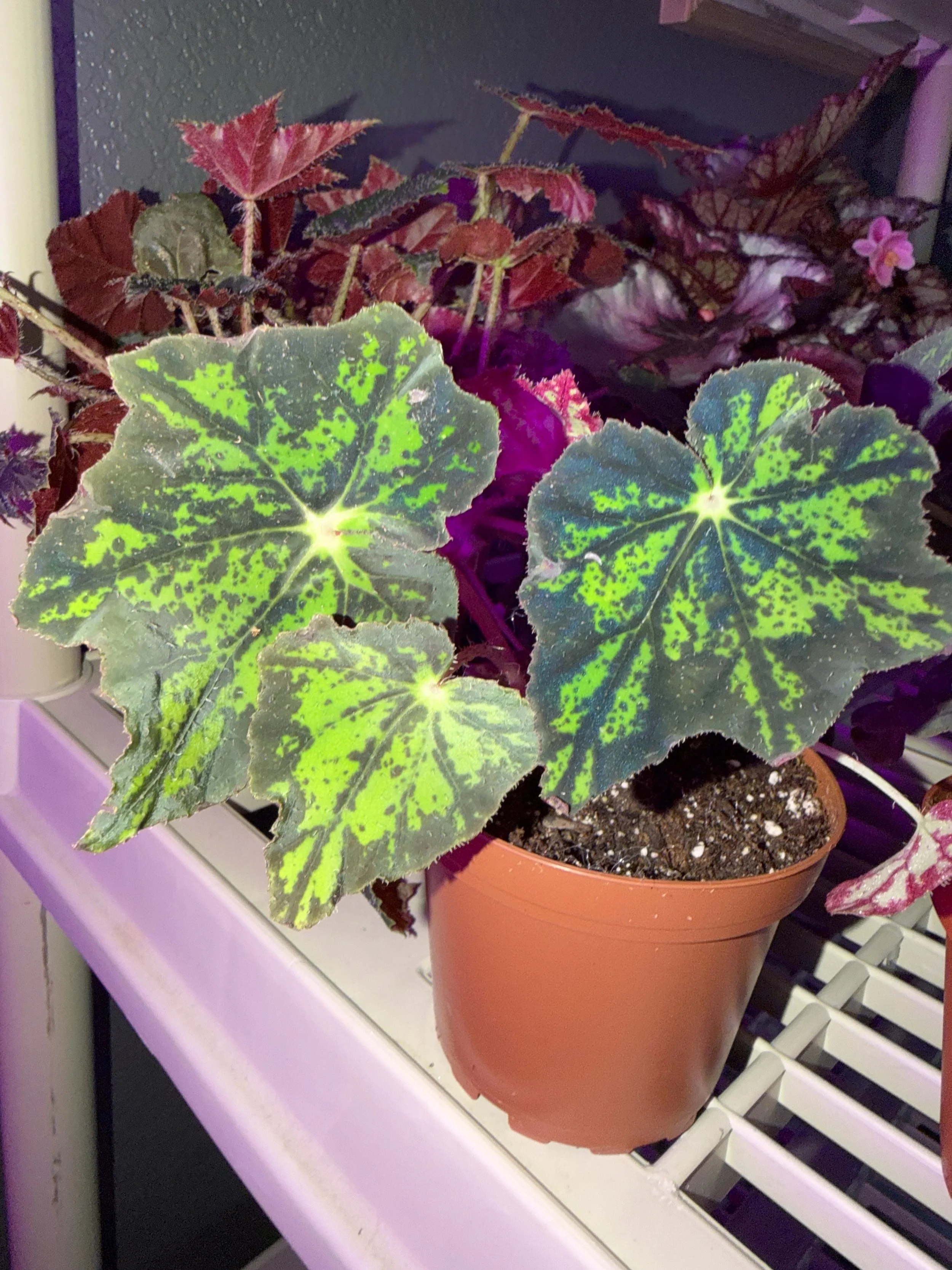 Rex Begonia Blue Iridescent U578