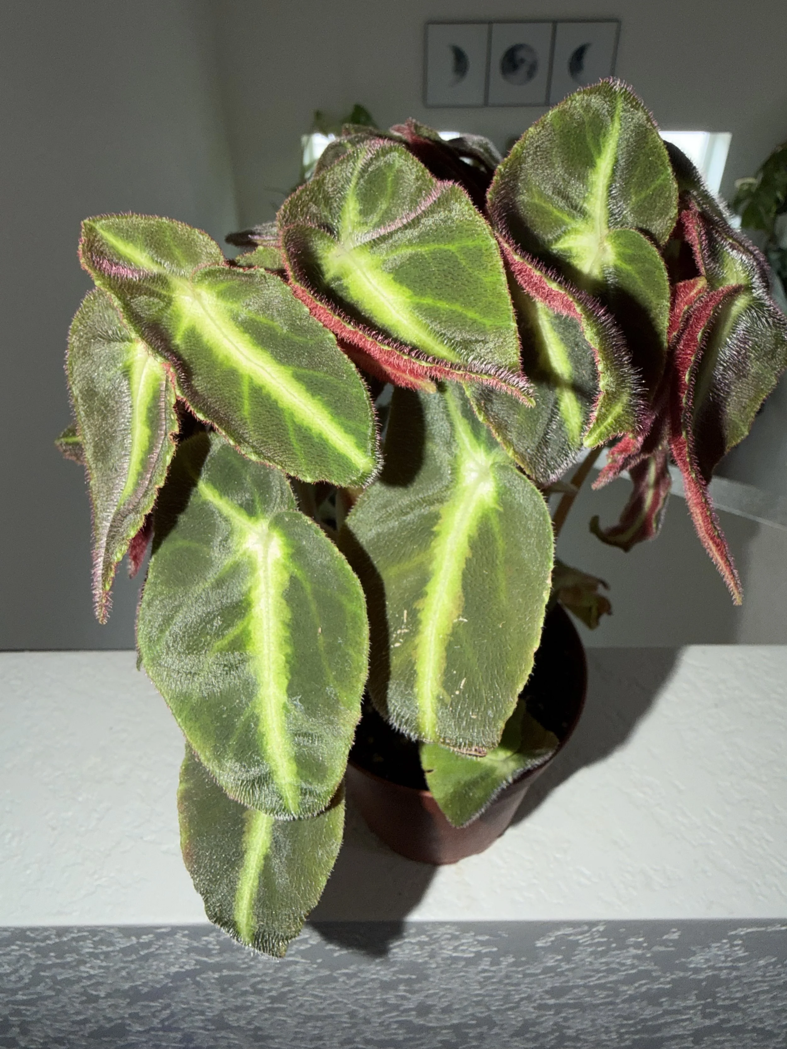 Striped Begonia