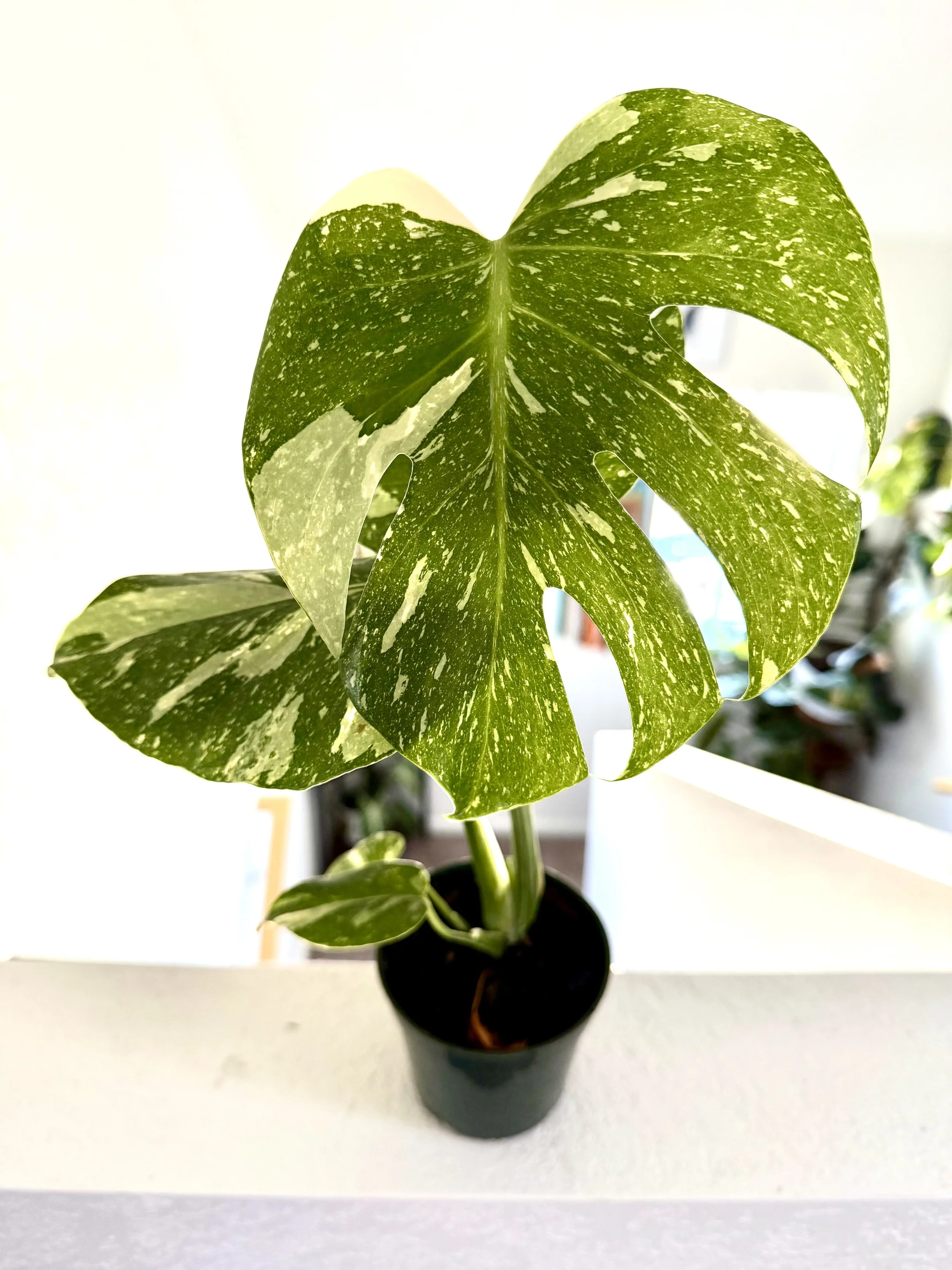 Monstera Thai Constellation