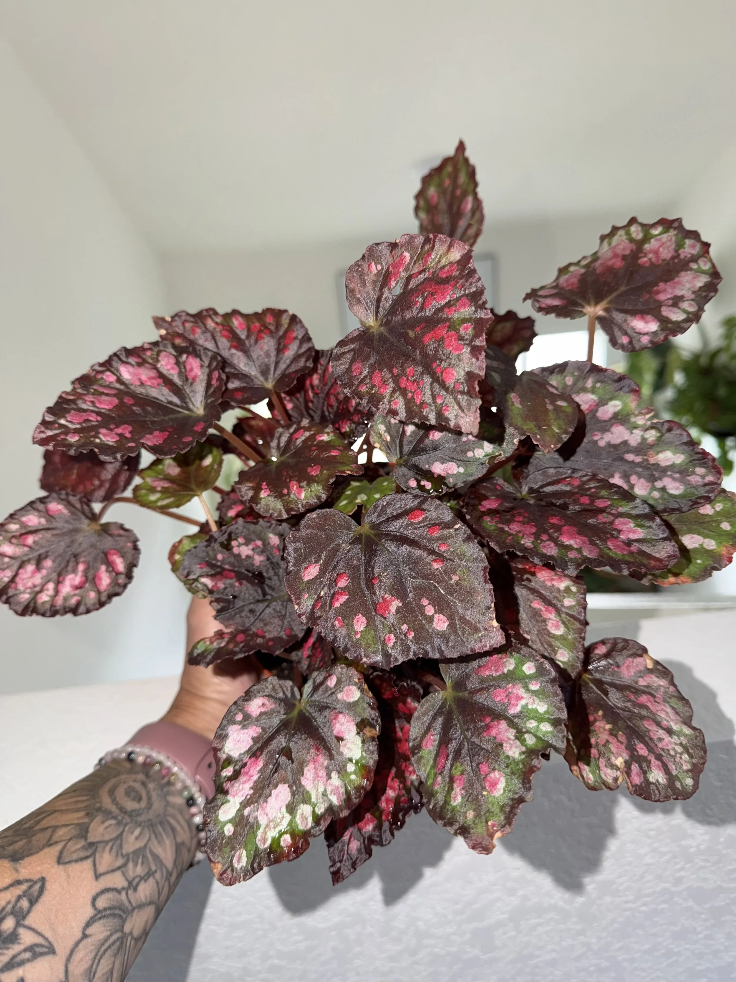 Begonia Rex Etna