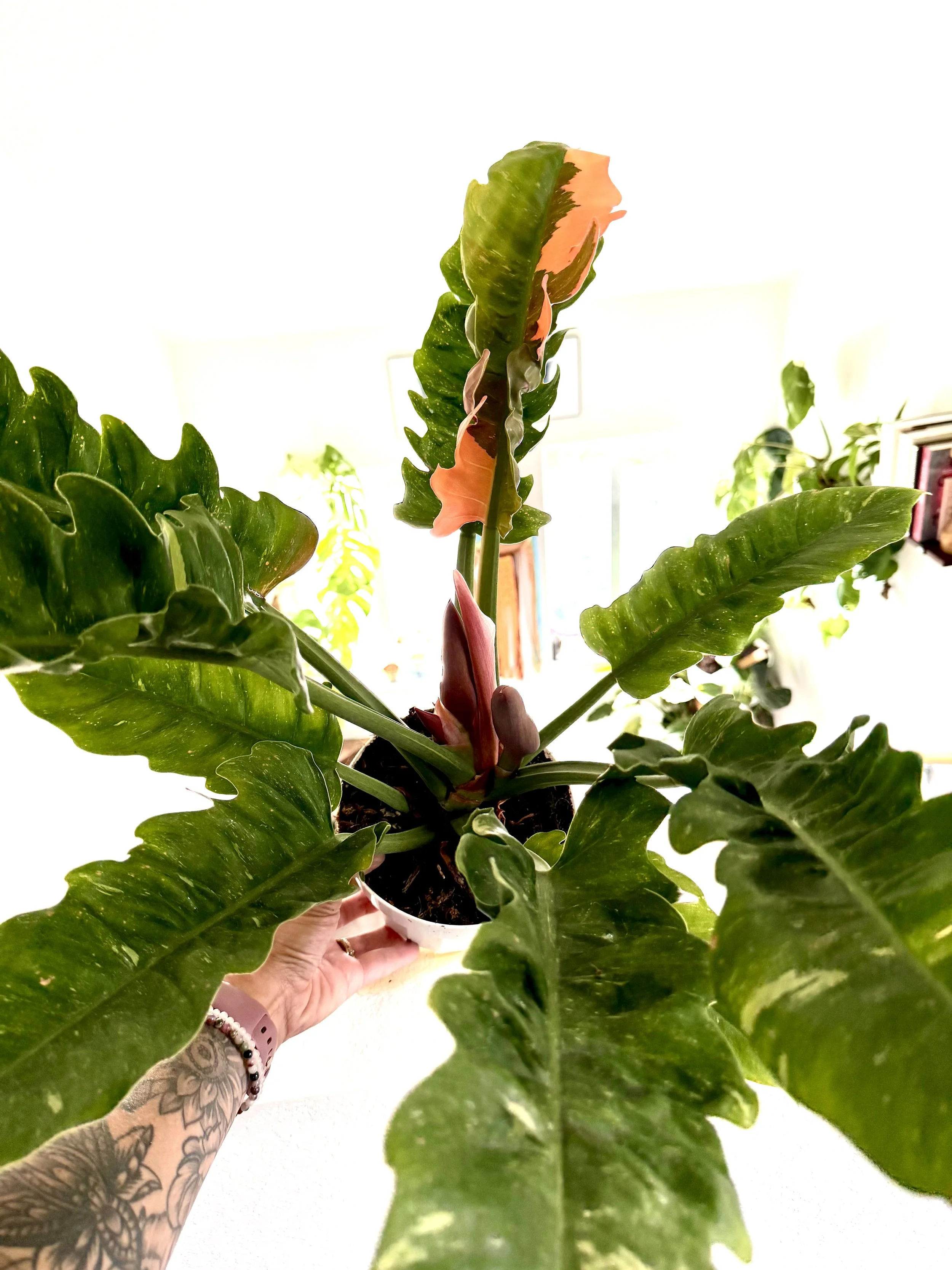 Philodendron Ring Of Fire