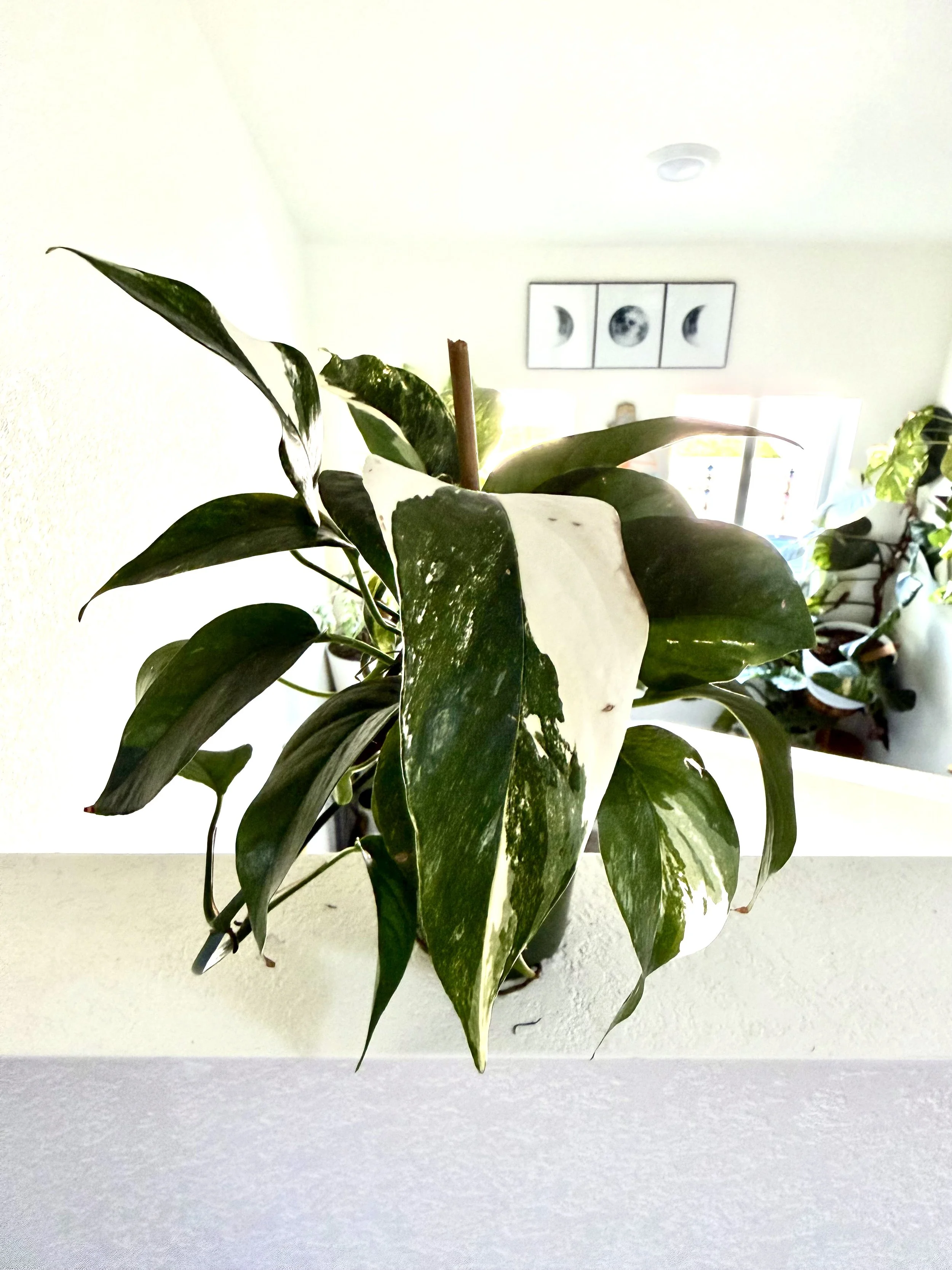 Variegated Epipremnum Pinnatum