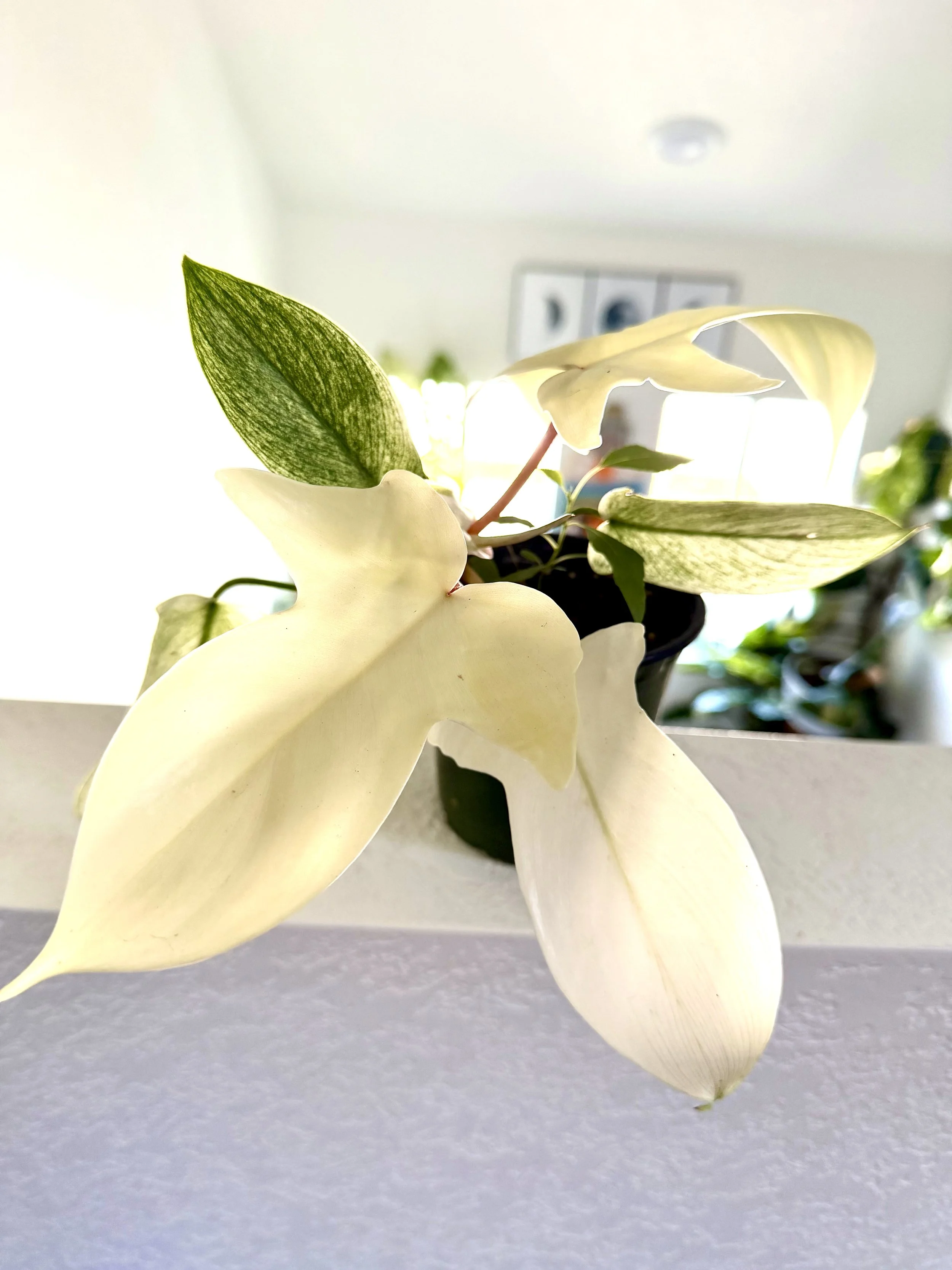 Philodendron Florida Ghost
