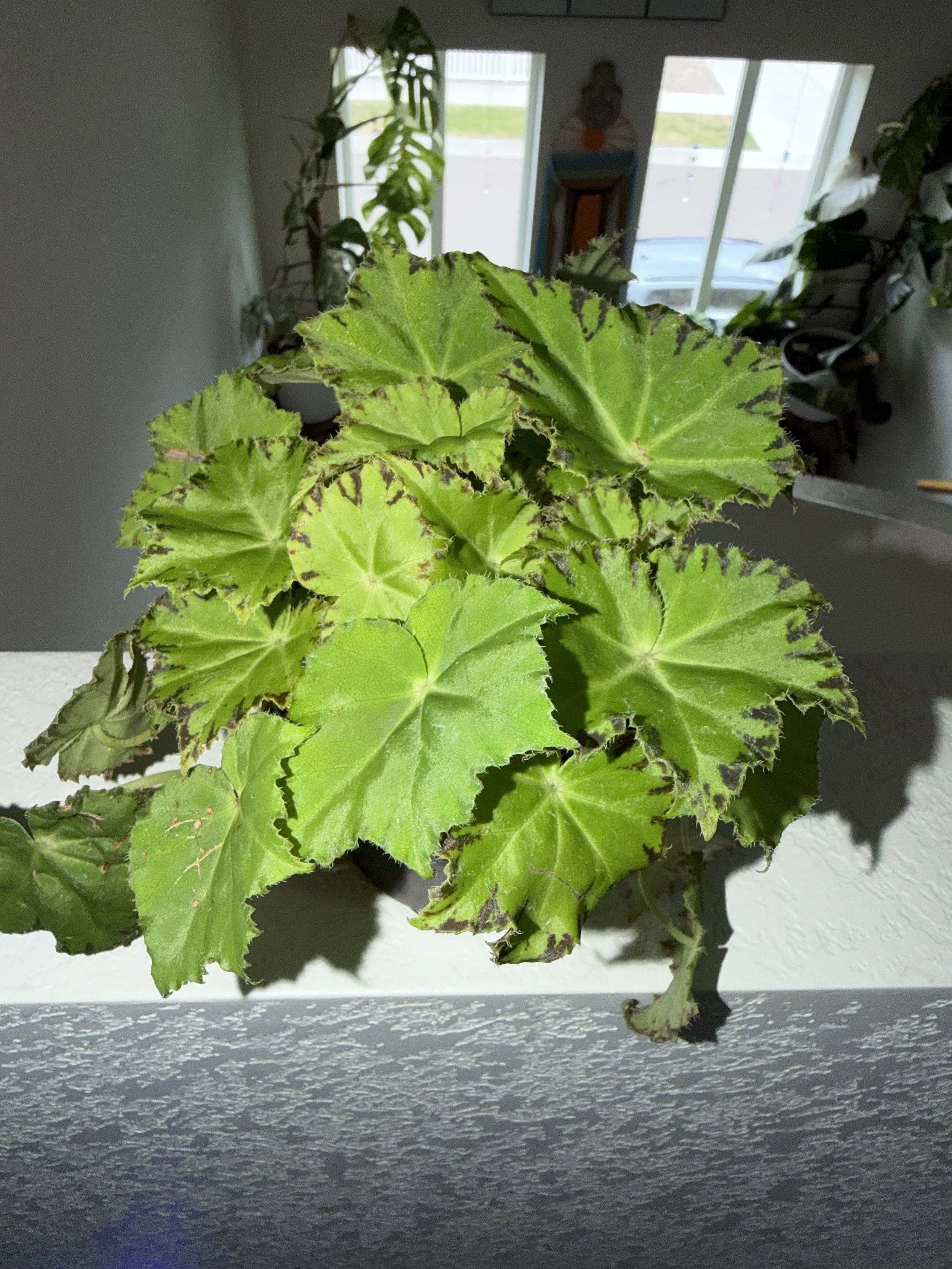 Begonia Persian Brocade