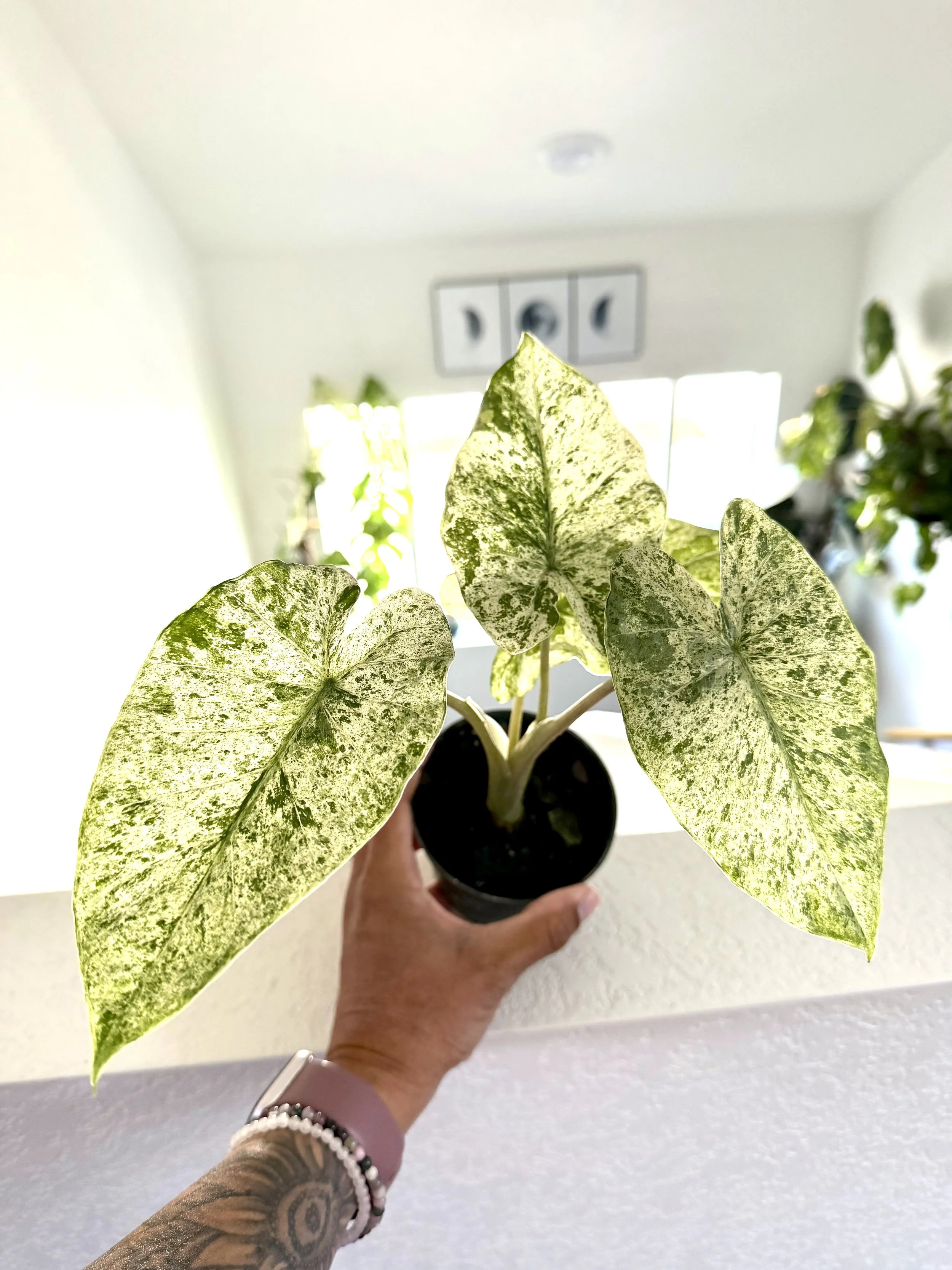 Variegated Alocasia macrorrhizos 