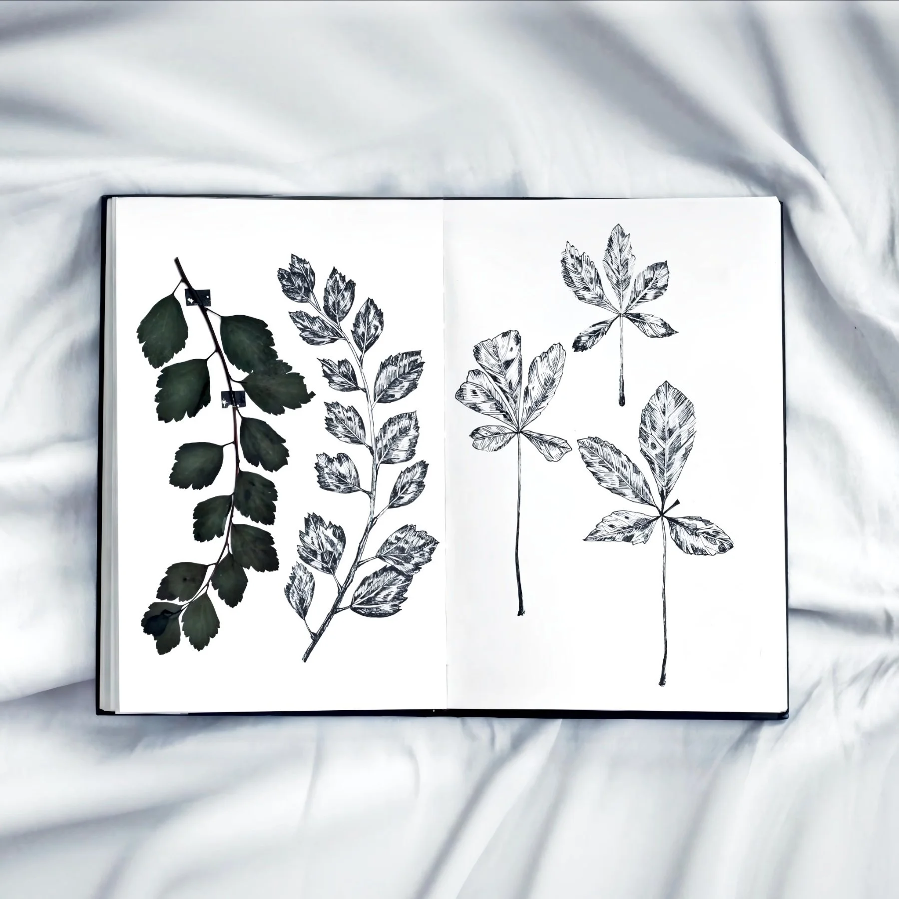 FieldNotes-SeraphinaSol-2.jpg