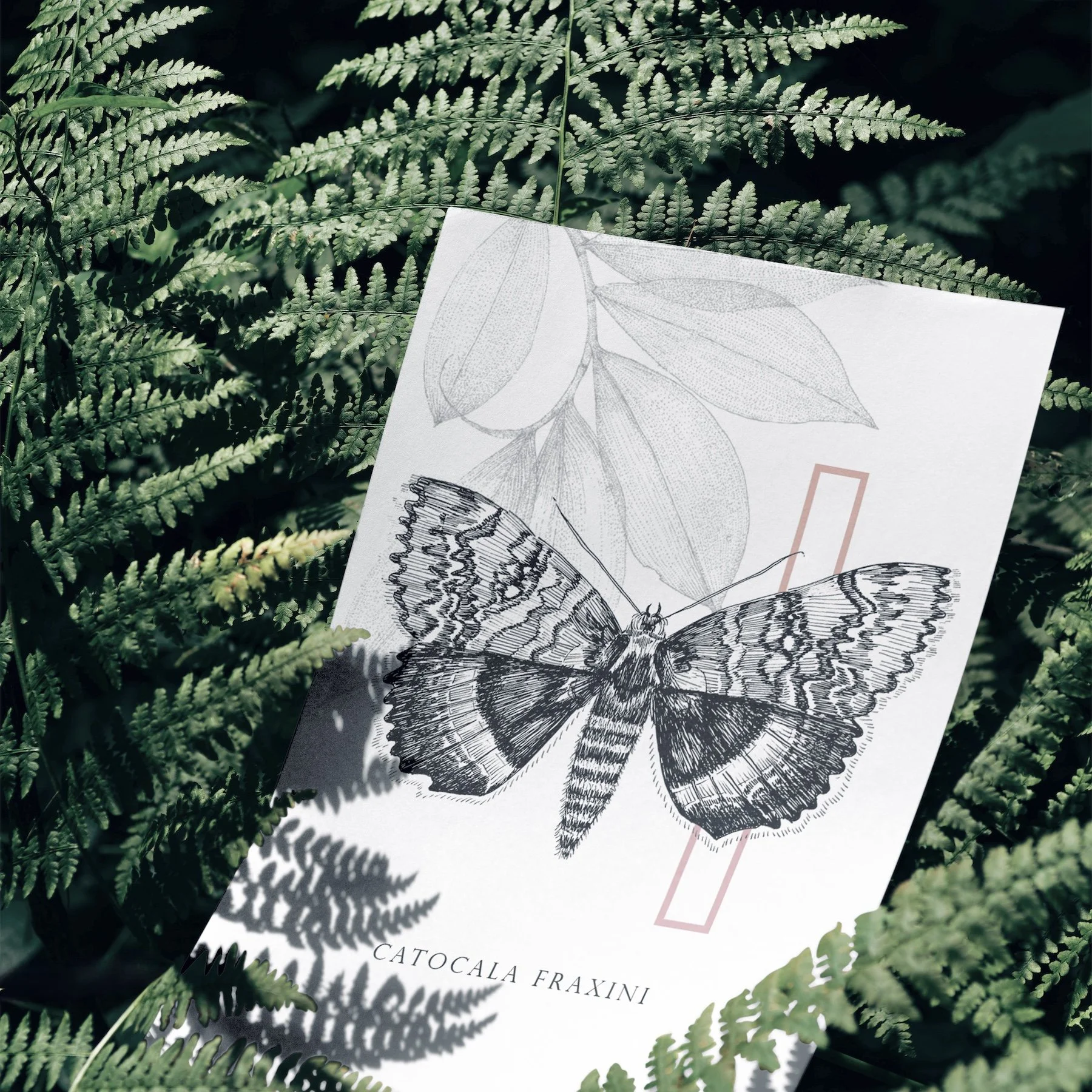 FieldNotes-SeraphinaSol-4.jpg