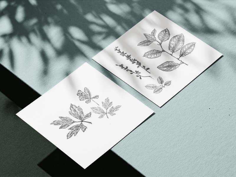 Seraphina Sol Joins Southern Ontario Nature and Science Illustrators (SONSI) 