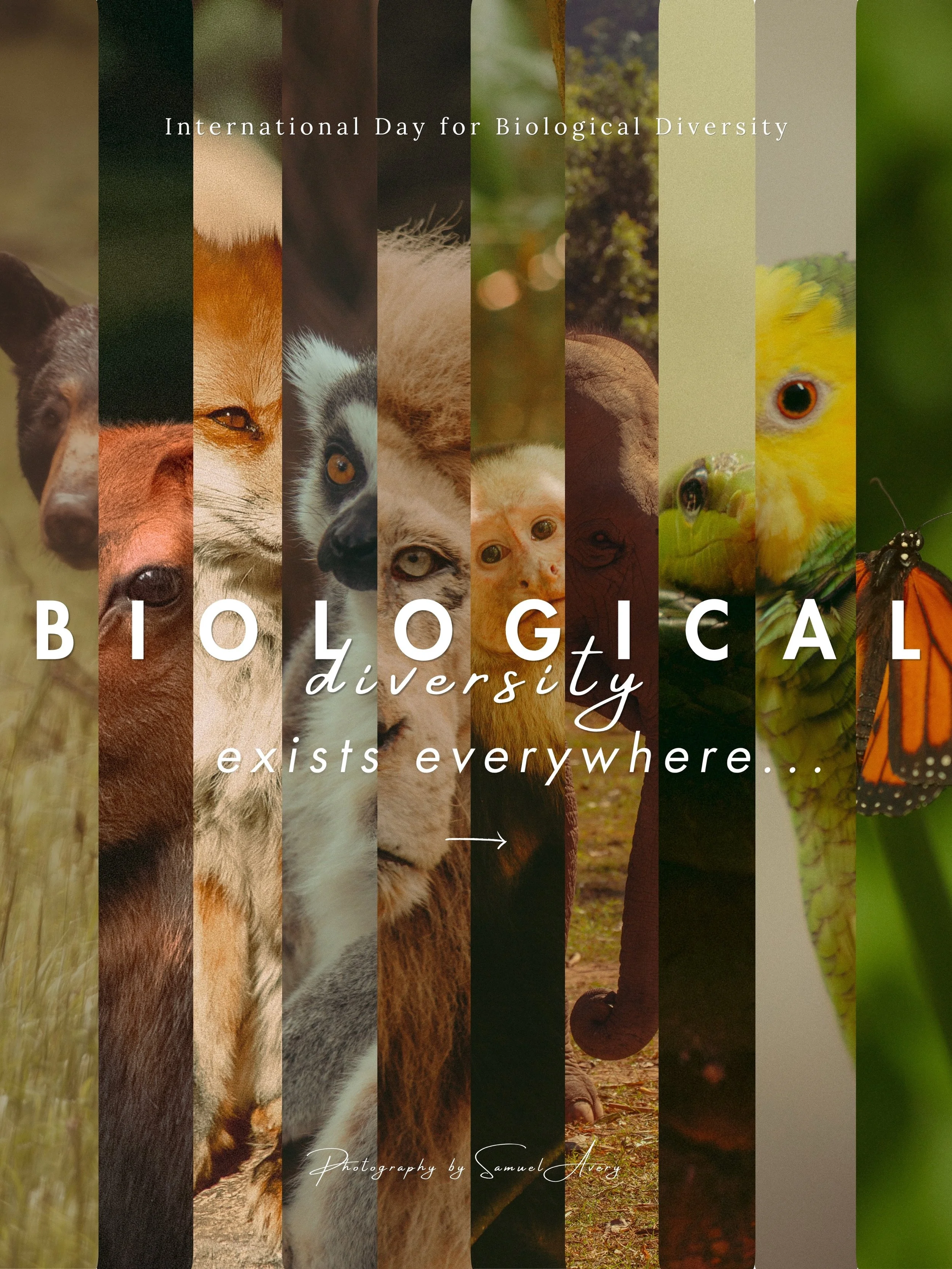 Maybe the world would be a kinder place if we stopped fearing difference and started understanding that diversity has always been part of nature&rsquo;s design. 🤍
.
.
Shot on @canonusa EOS 6D
.
.
#wildlife #internationalbiodiversityday #photography 