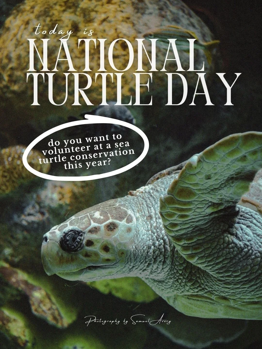 Celebrate National Turtle Day and book a group trip to a sea turtle conservation this year!! 🐢

$100 OFF IF YOU BOOK SOON! 

The trip is very queer/creative friendly but anyone can come!! Either way you&rsquo;ll be surrounded by like minded people w