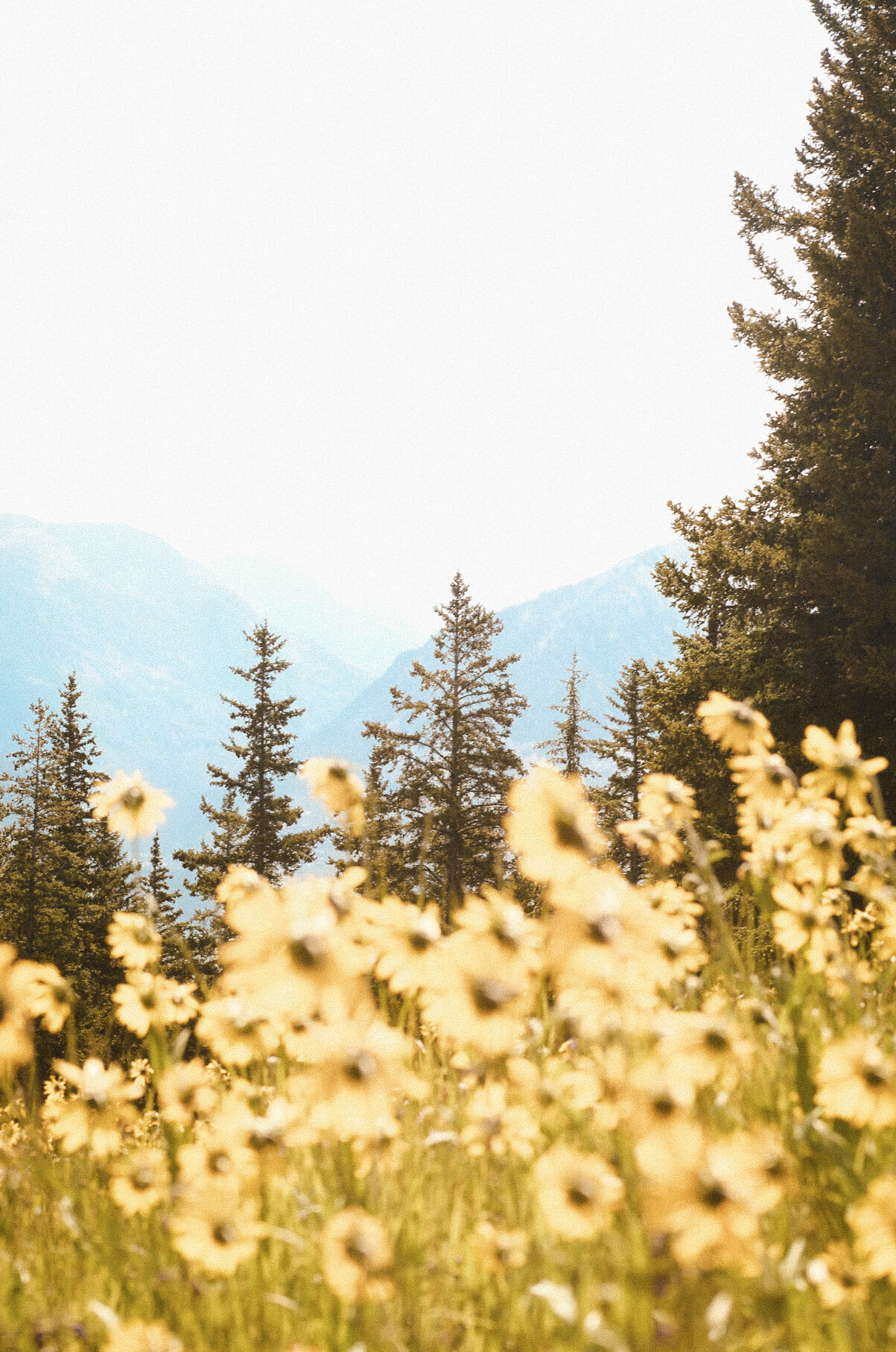 Aspen Mountain
