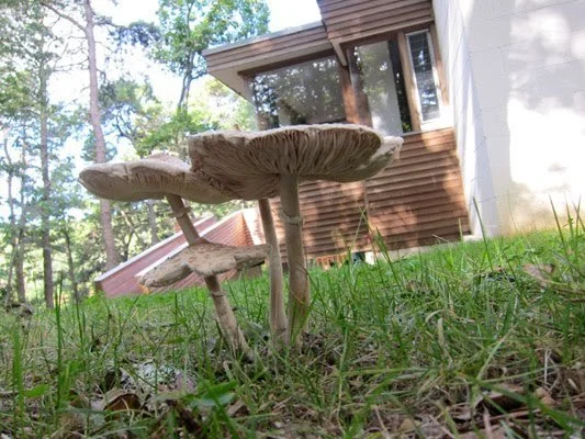 2011:
The first CCMHT juried residency
