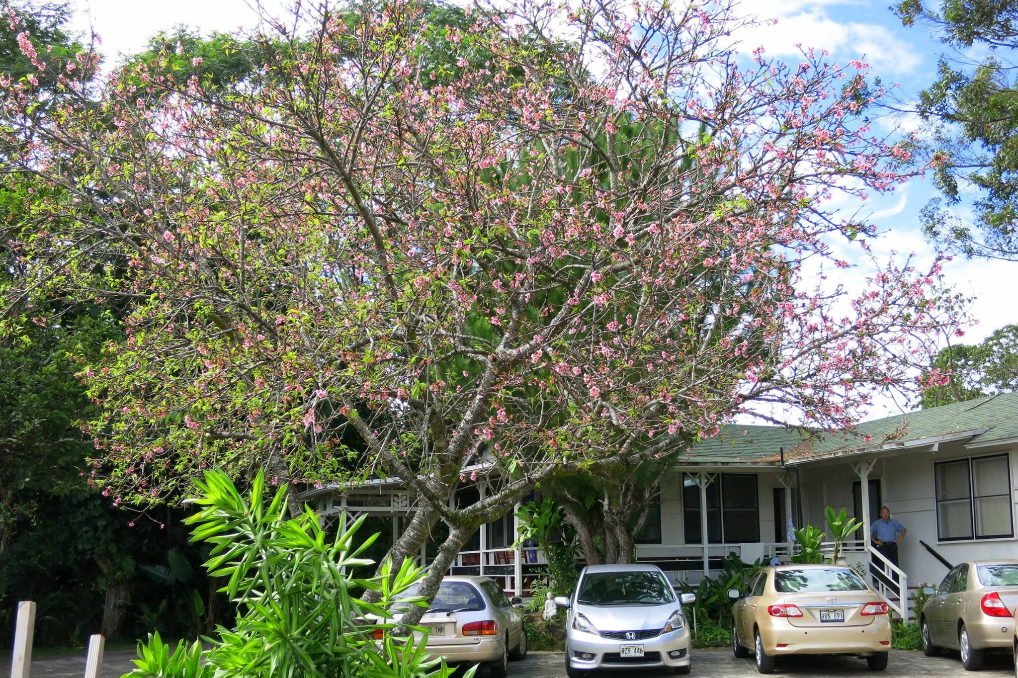 Wahiawa_Temple_Grounds_Cherry_Blossom-2.jpg