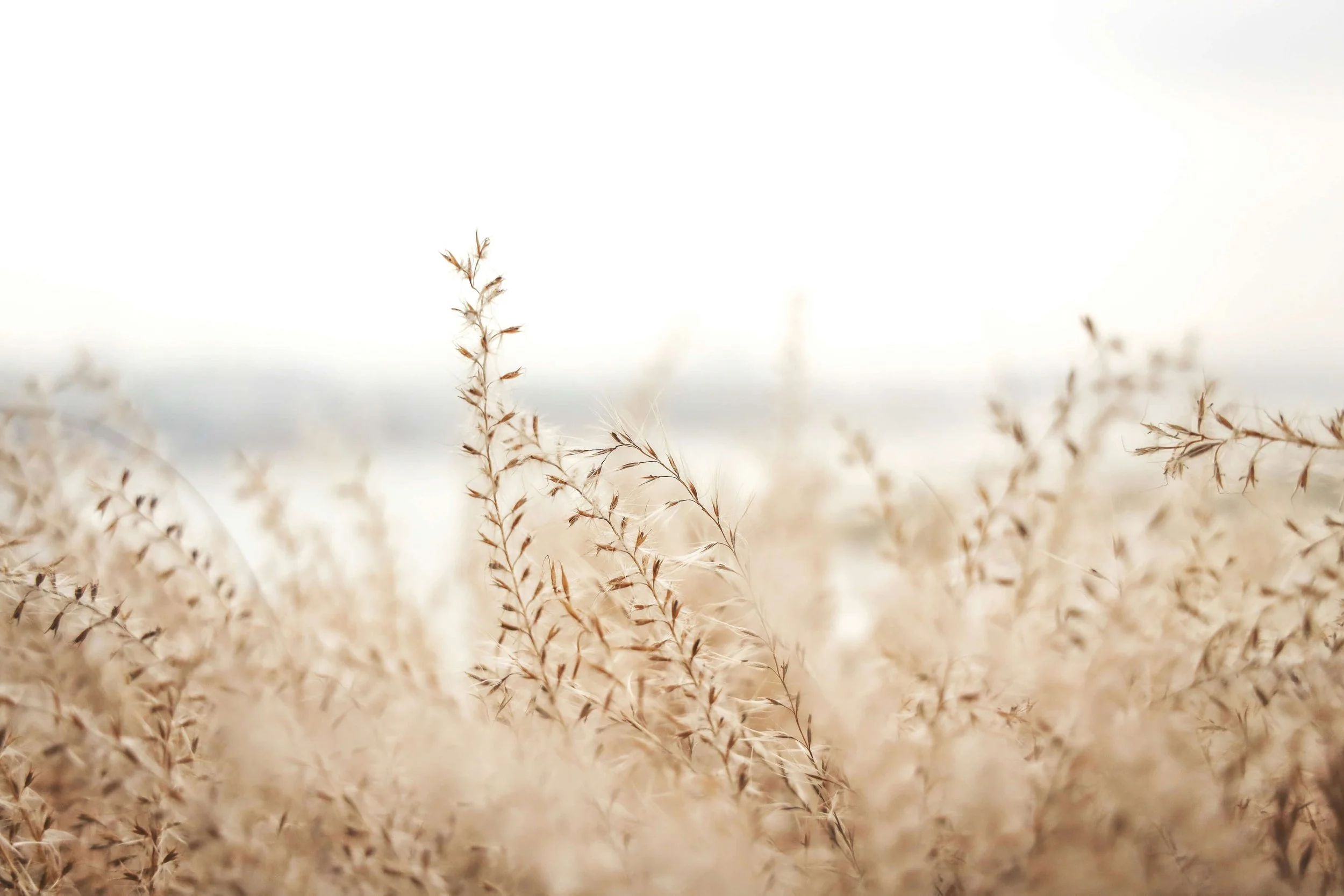 Close-up of dry, beige grass stems against a bright, overexposed sky.