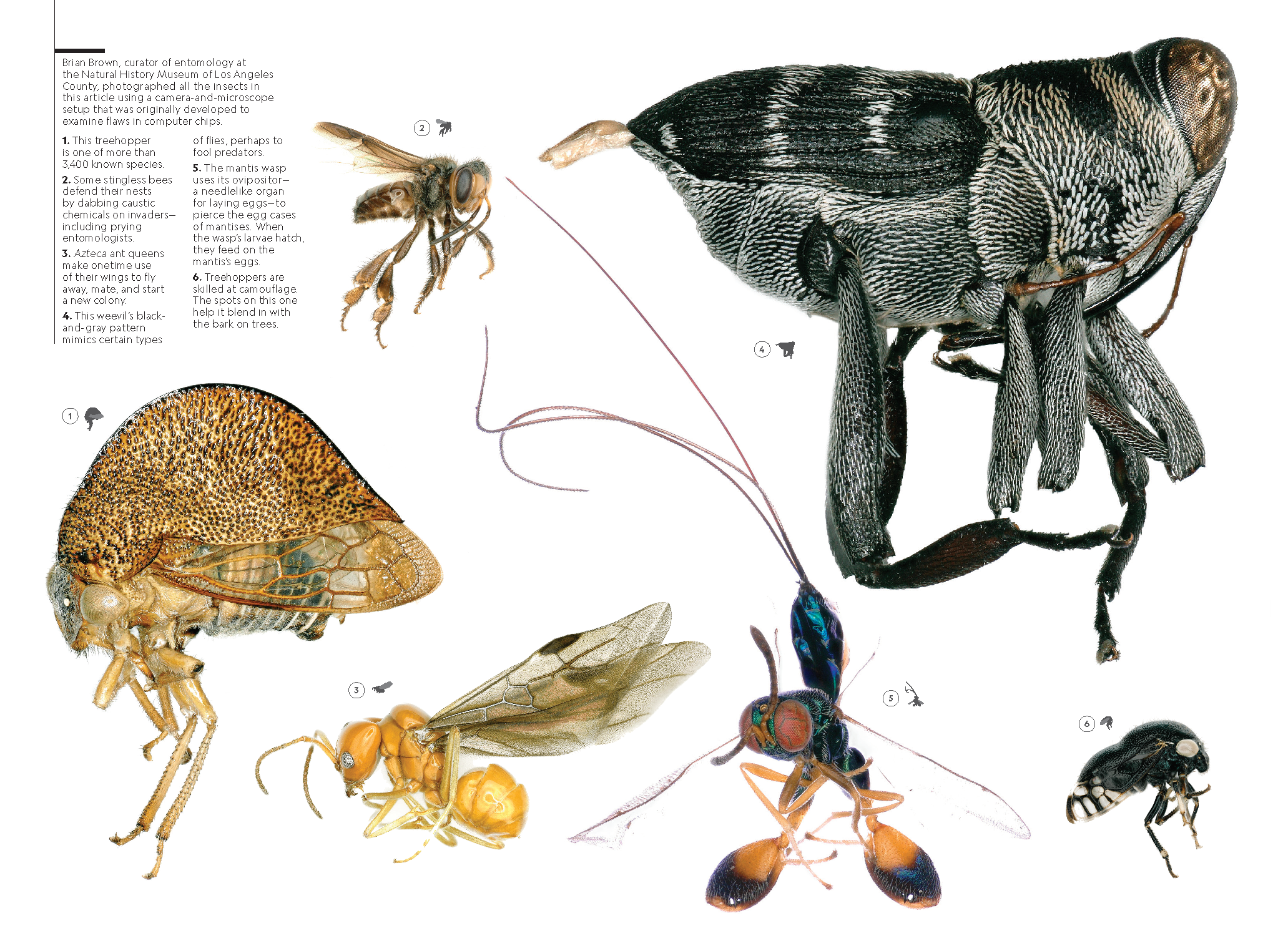 Amazon Insects_MM9209_Page_2.png