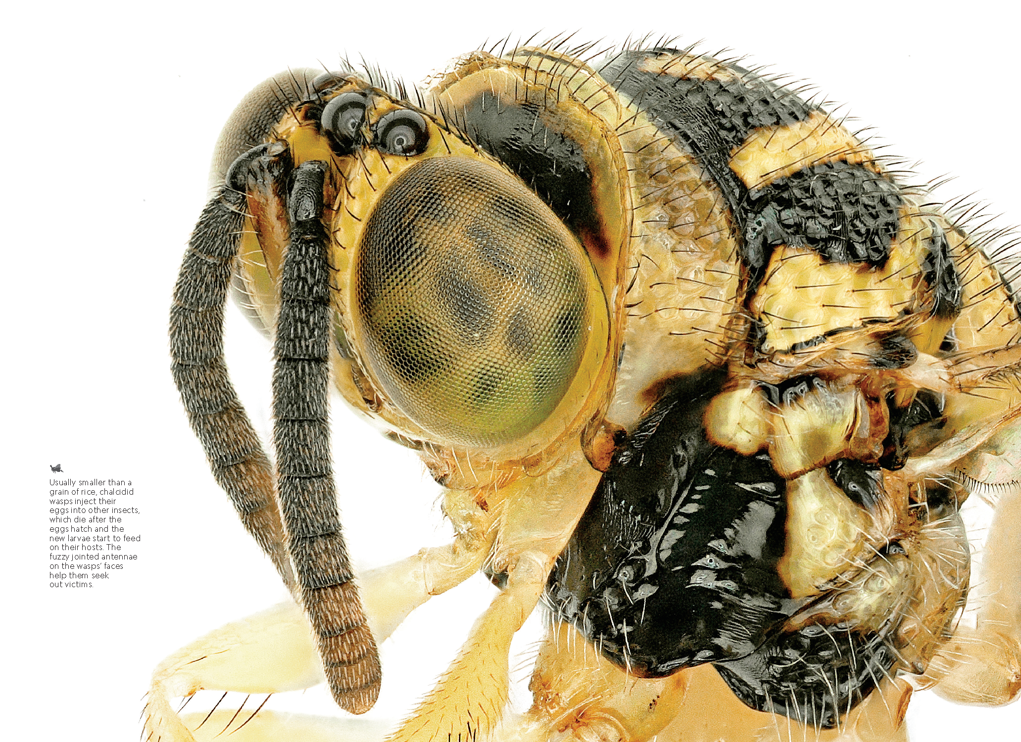 Amazon Insects_MM9209_Page_4.png