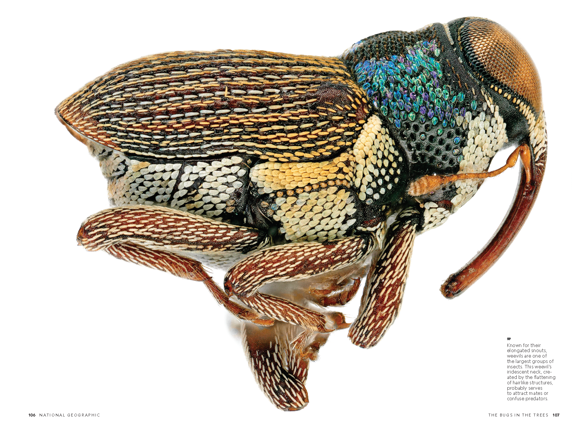 Amazon Insects_MM9209_Page_7.png