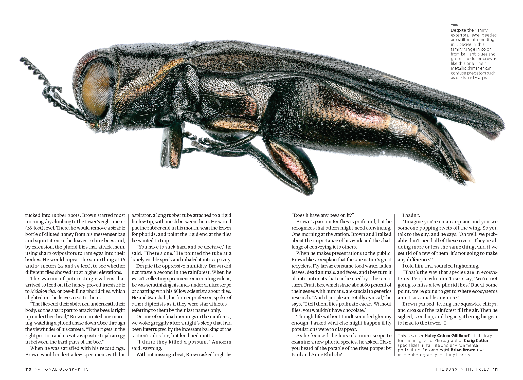 Amazon Insects_MM9209_Page_9.png