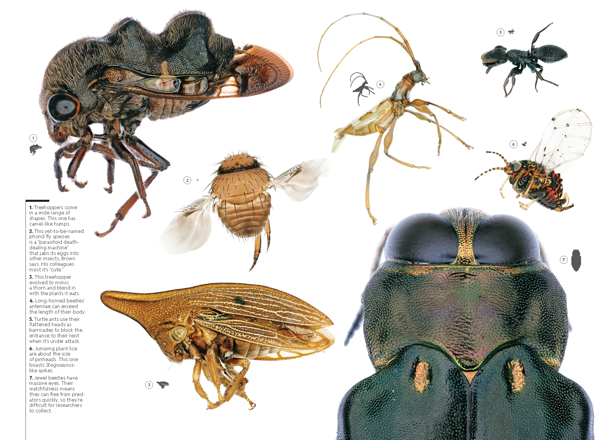 Amazon Insects_MM9209_Page_8.png
