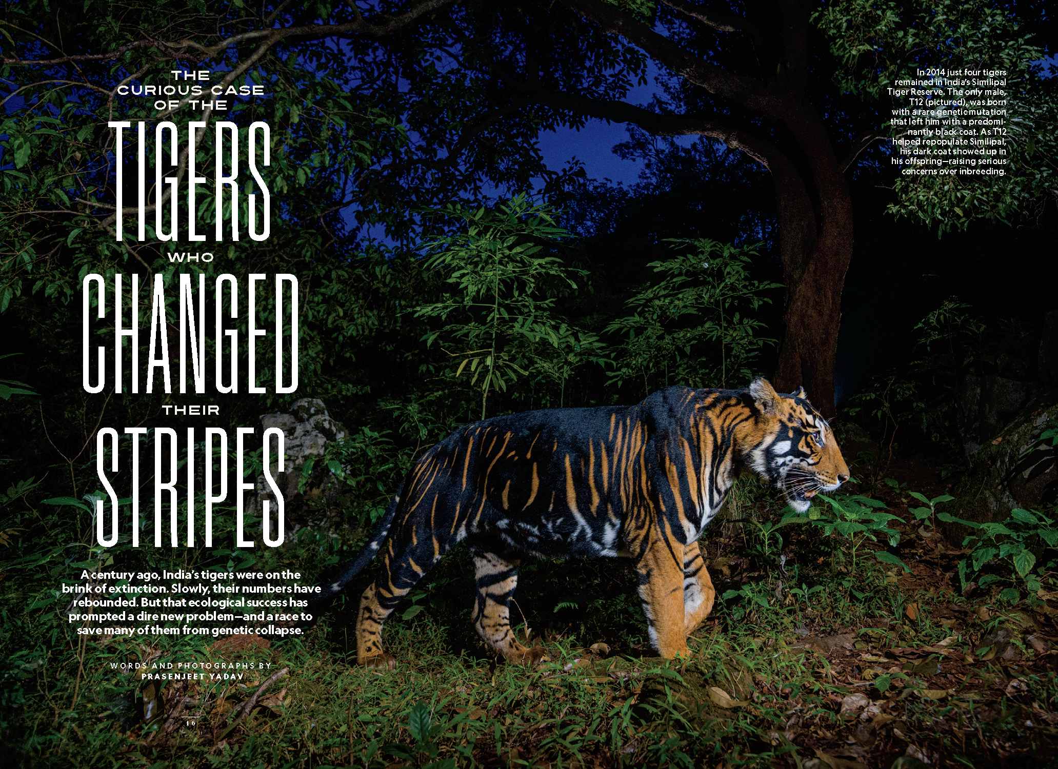 India Tiger Islands_FINAL_Page_01.png