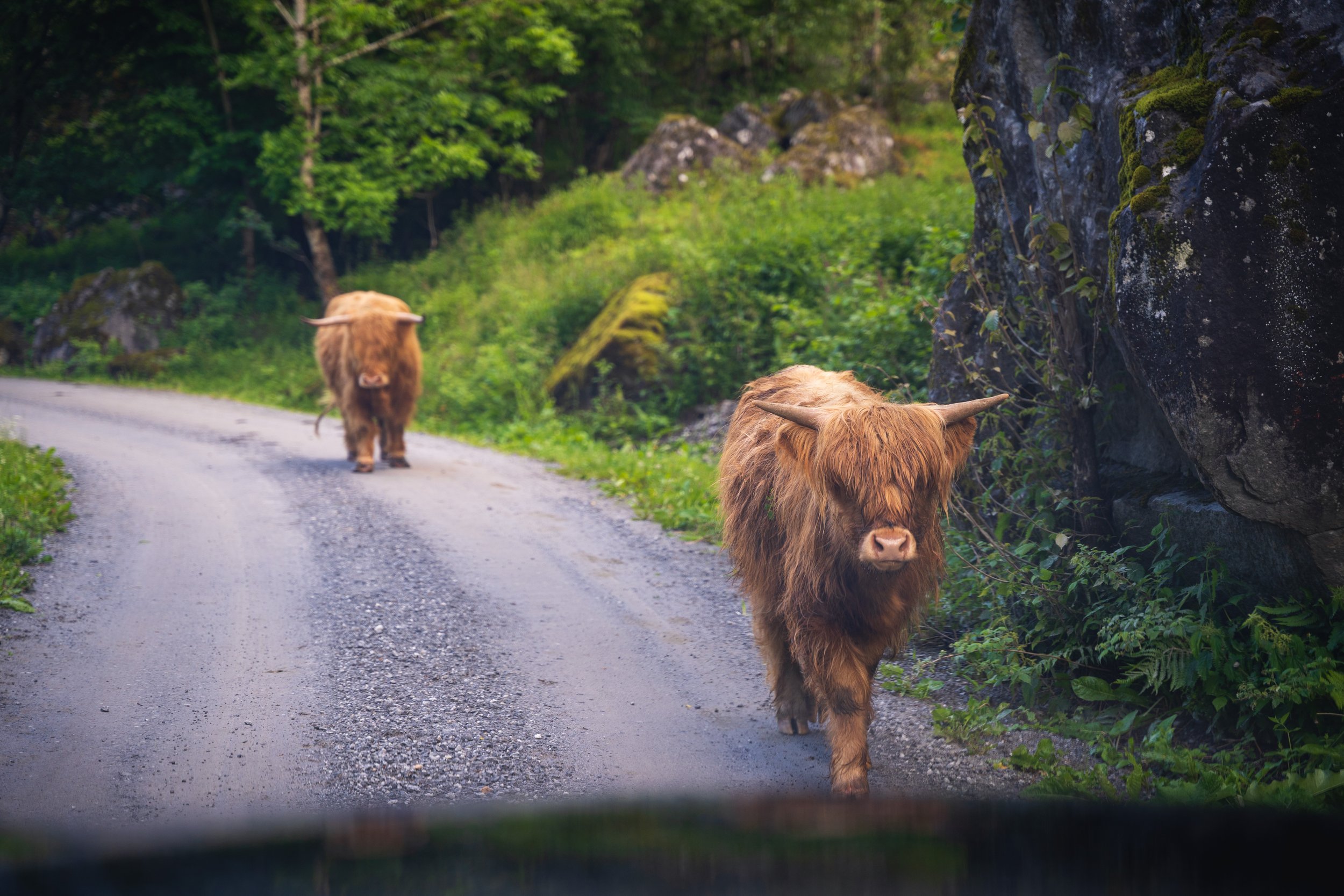 Highland cows outside Folgefonna National Park
