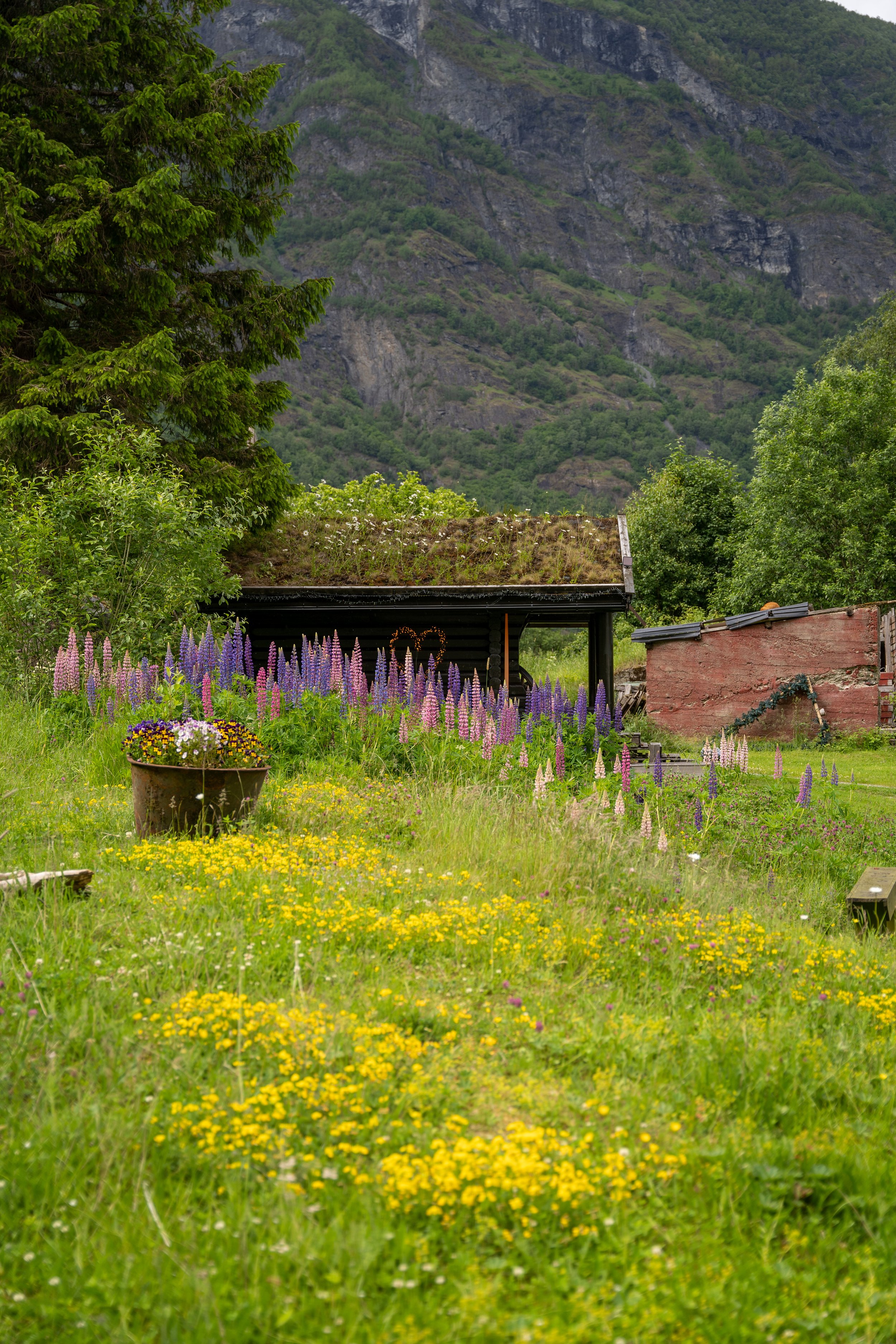 More lupines