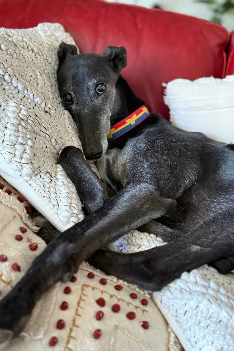 Melbourne copywriter Sarah Marriott's black greyhound dog Rosie looking cute