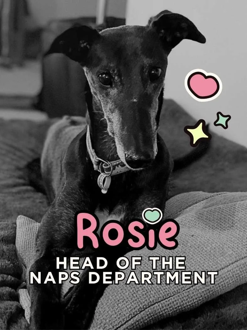 Cute picture of Rosie, Sarah's black greyhound dog sitting on a bed