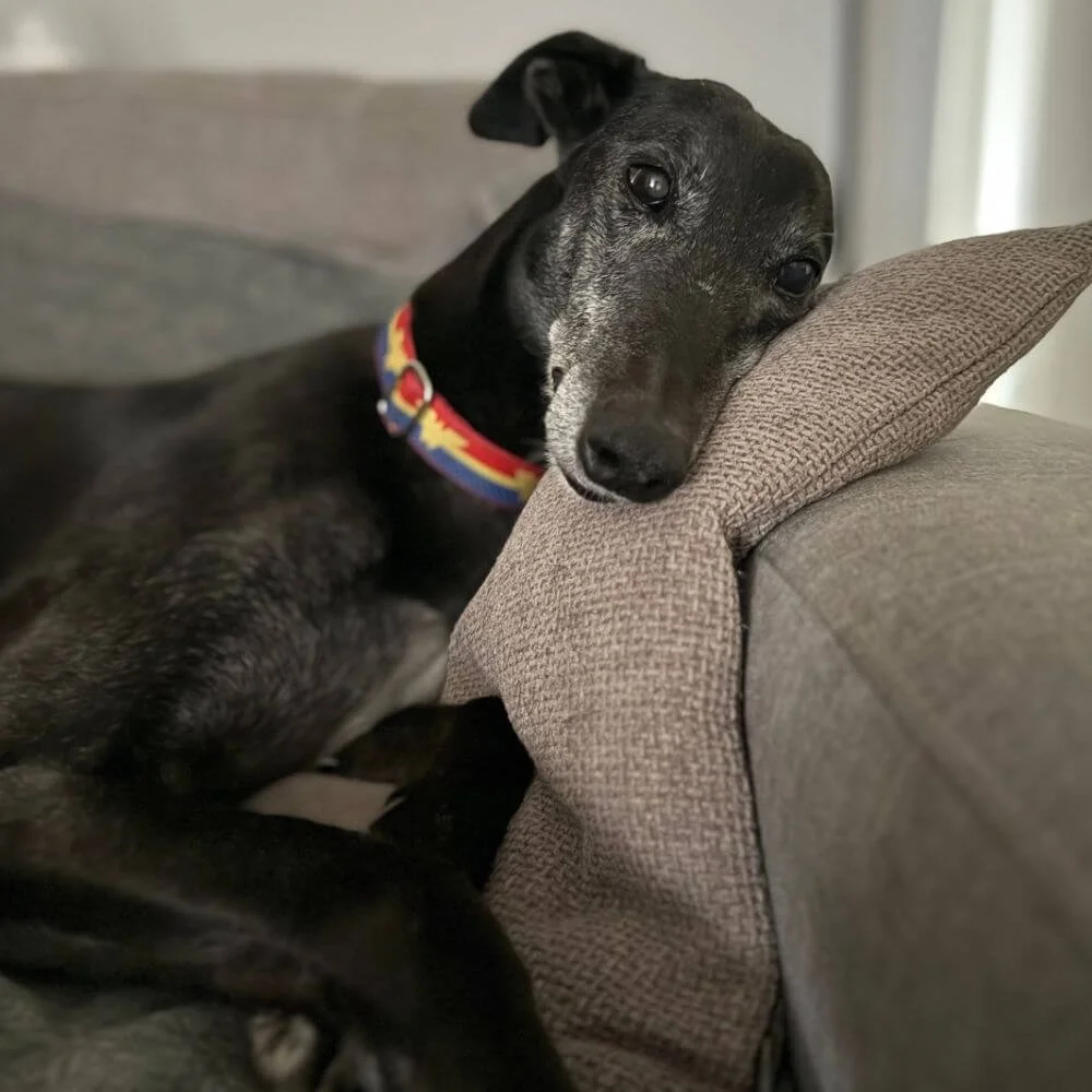 Sarah Marriott's dog Rosie on grey couch resting