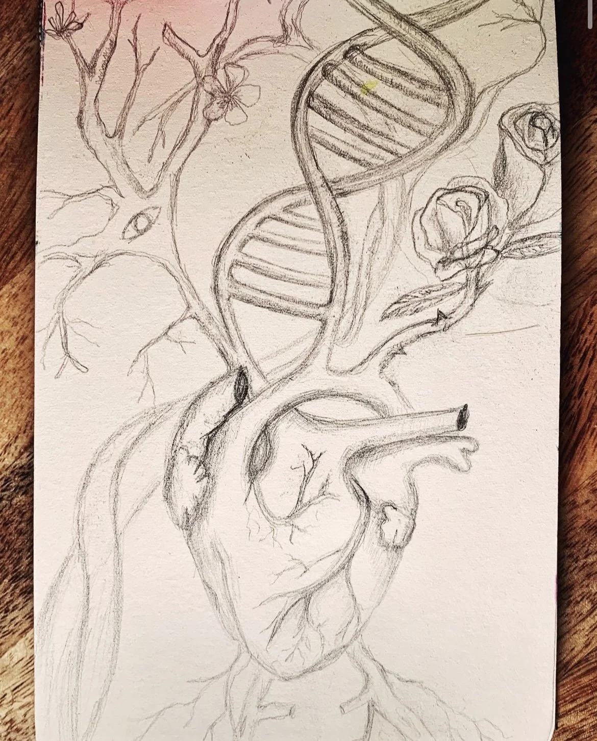 Anatomy of a Heart